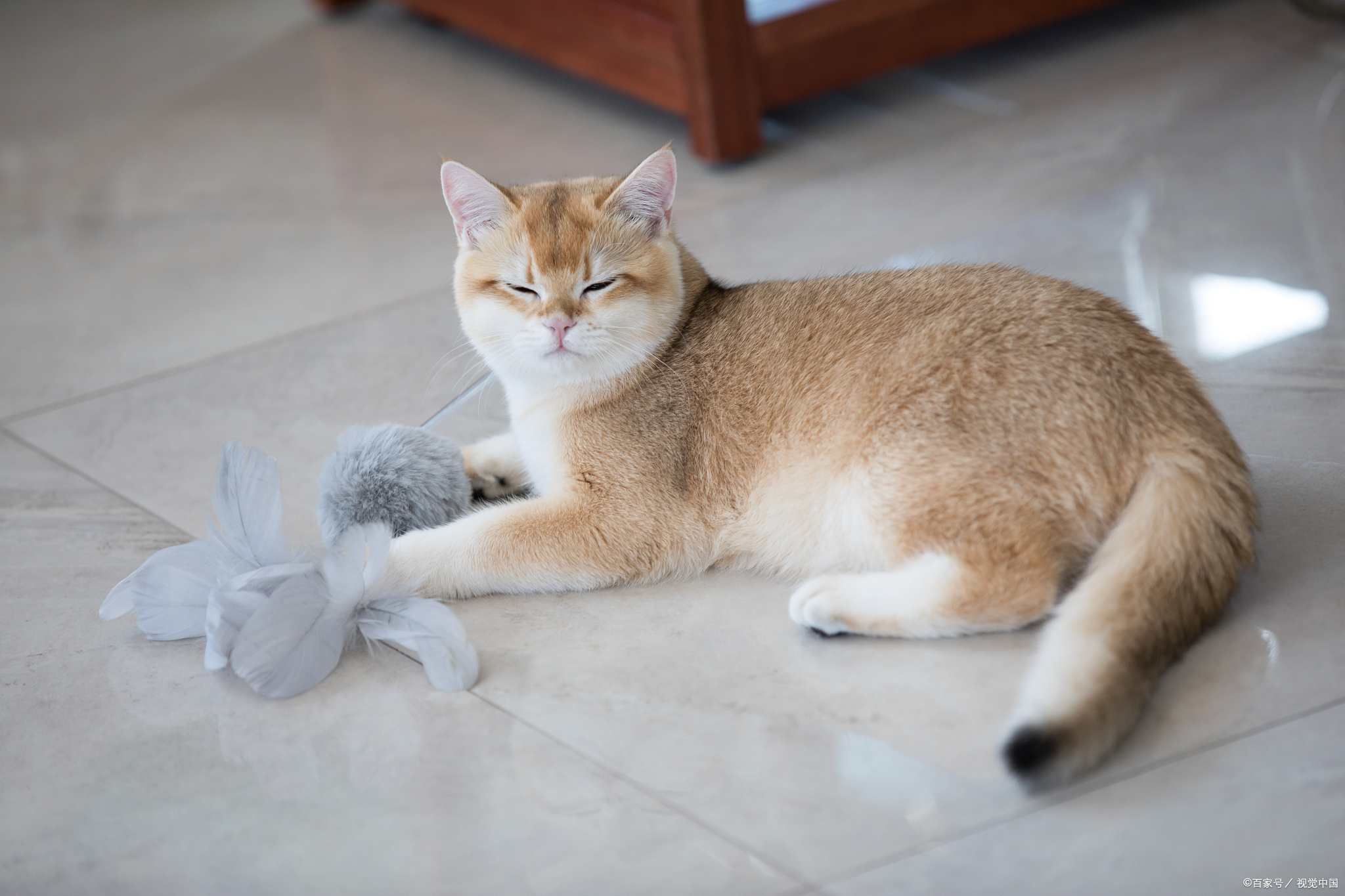 探秘金渐层猫的心:六大喜好助你赢得它的深情厚谊