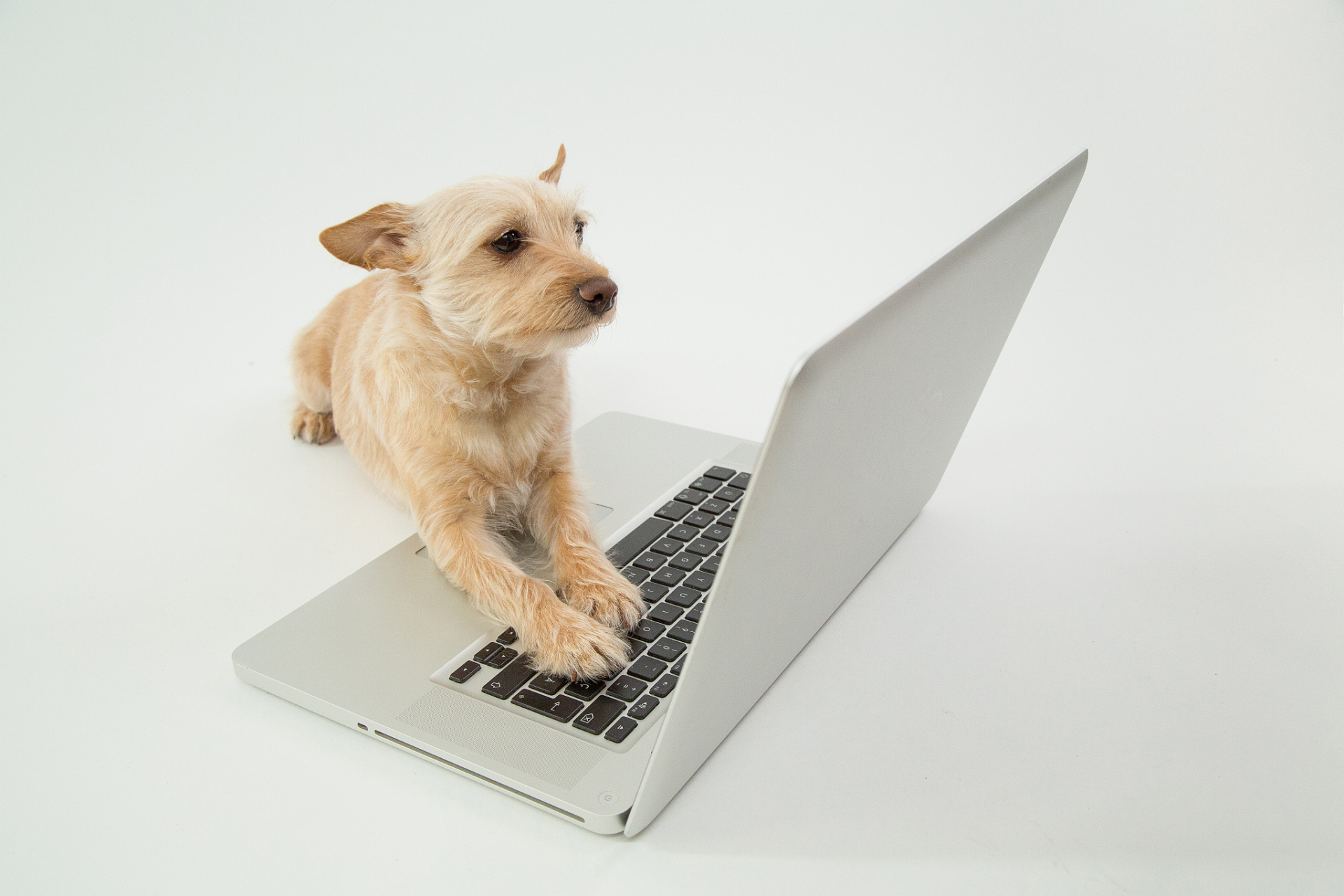 一位程序员走在路上,突然看到一条狗在电脑屏幕前坐着,他好奇地问狗:"