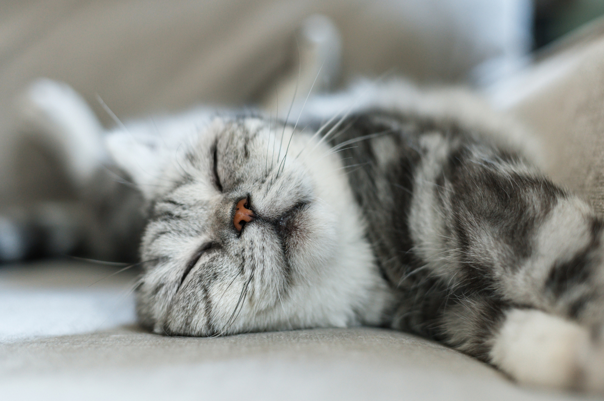 动物的睡眠是一种普遍现象,具有多种功能,如能量节约,脑清洗,记忆巩固