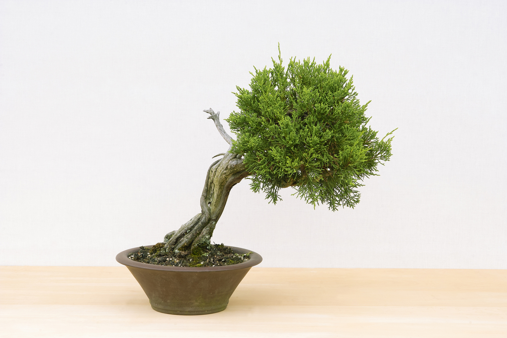 地柏盆景的养殖方法和注意事项  种植地柏盆景需要了解什么?