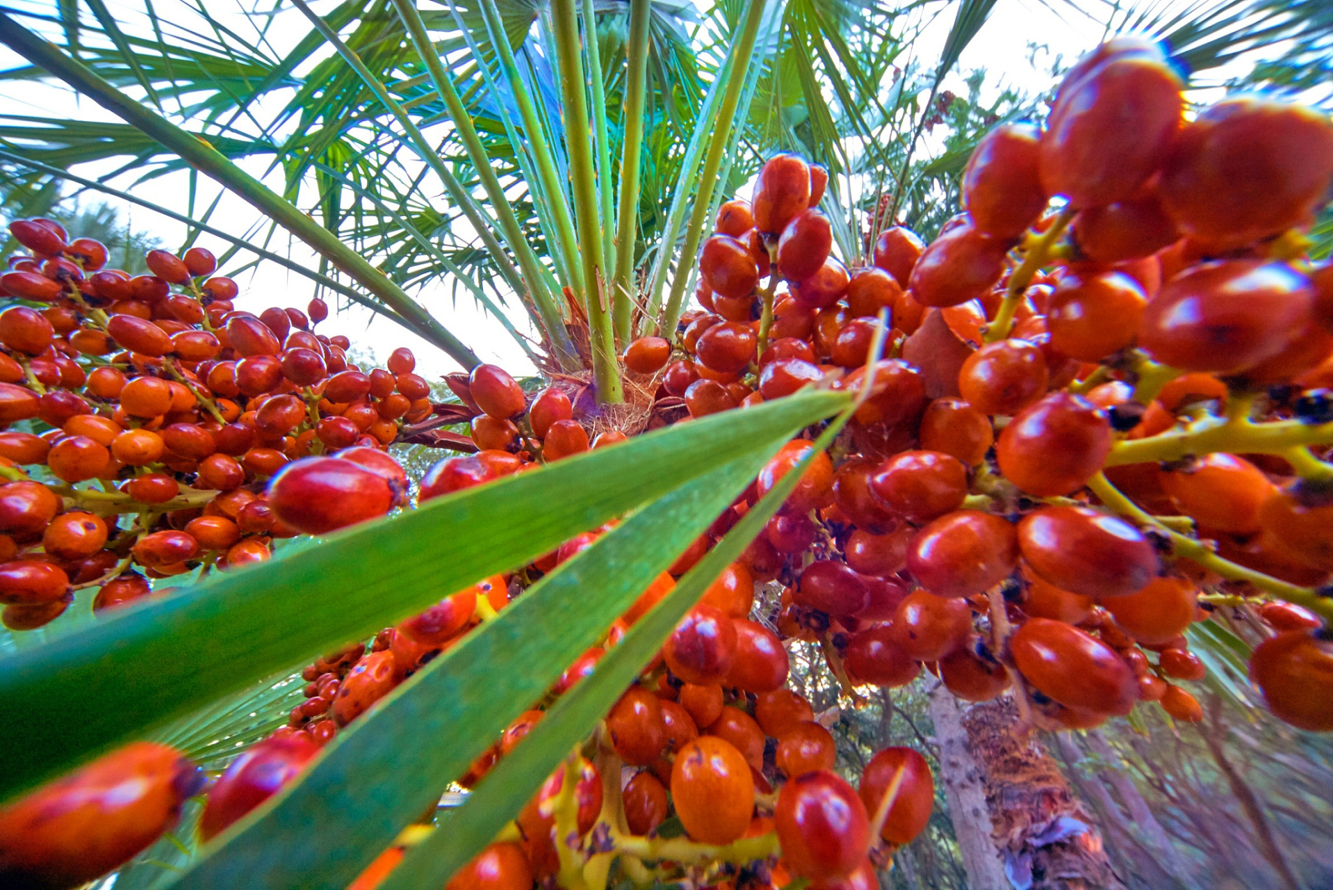 沙特椰枣起源于中东地区,距今已有数千年的历史.
