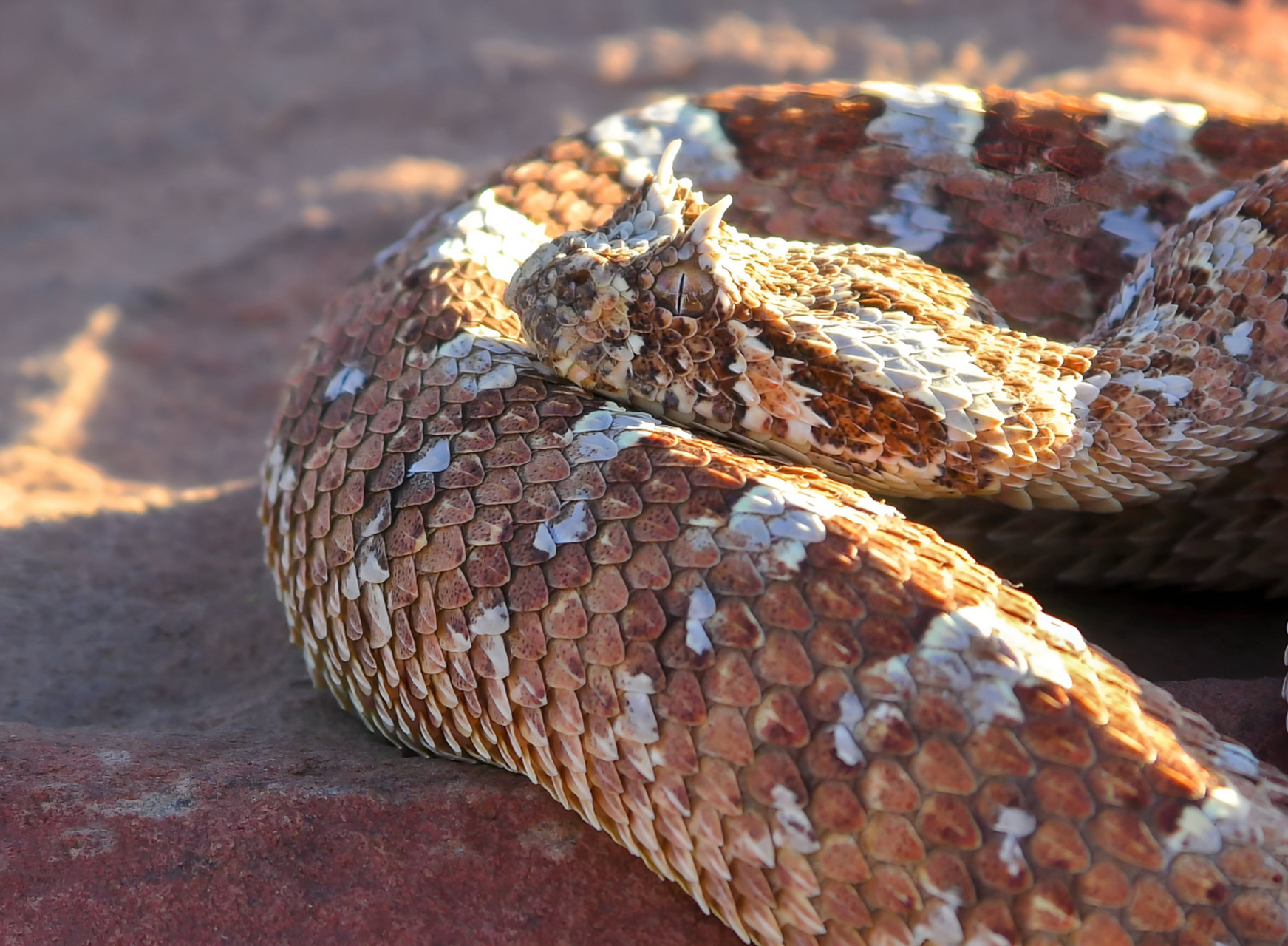 金花蛇,一种会飞的蛇,对你没看错,就是"会飞的蛇".