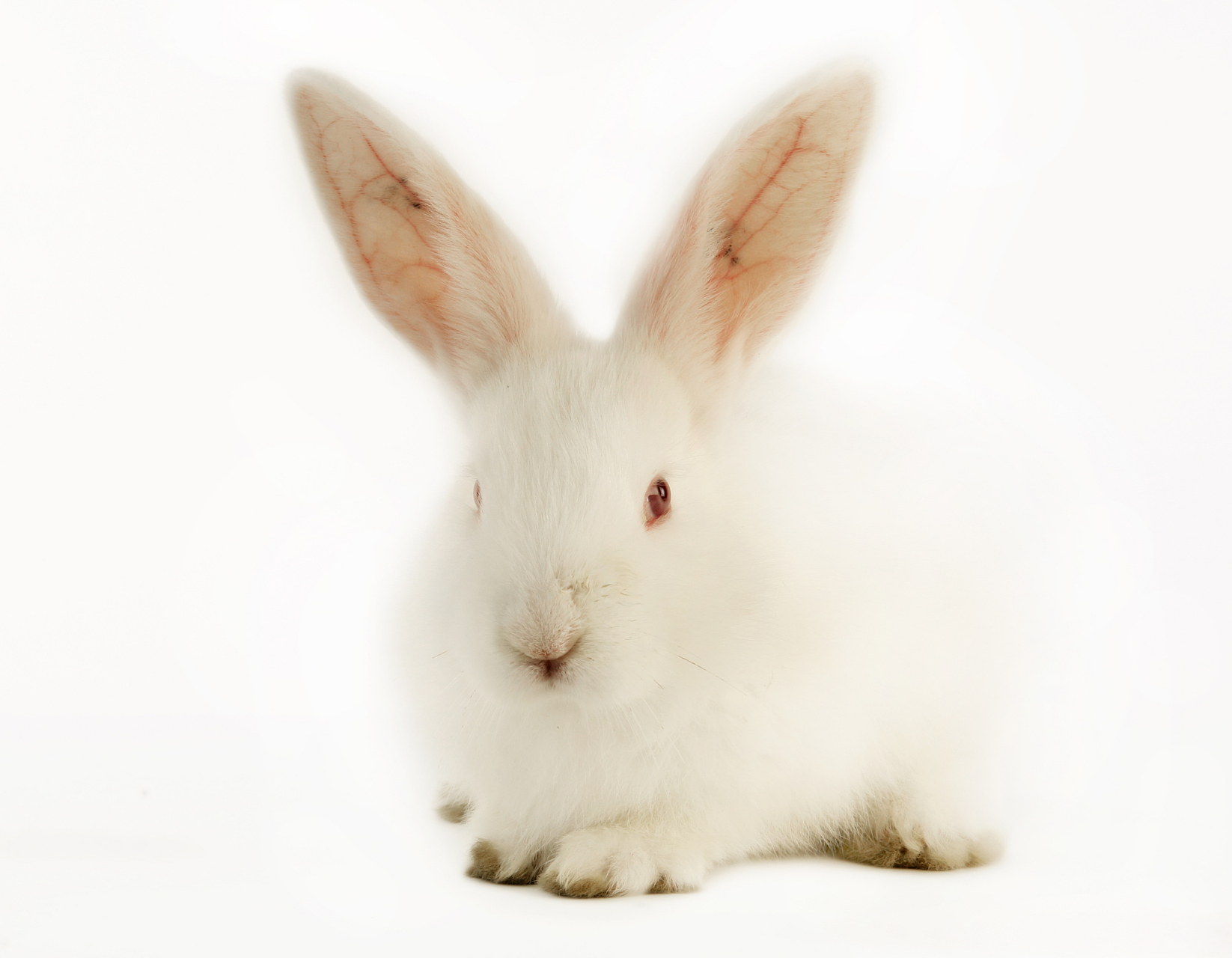 虽然任何哺乳动物都可能感染狂犬病,但是主要传播动物还是犬类,占99%.