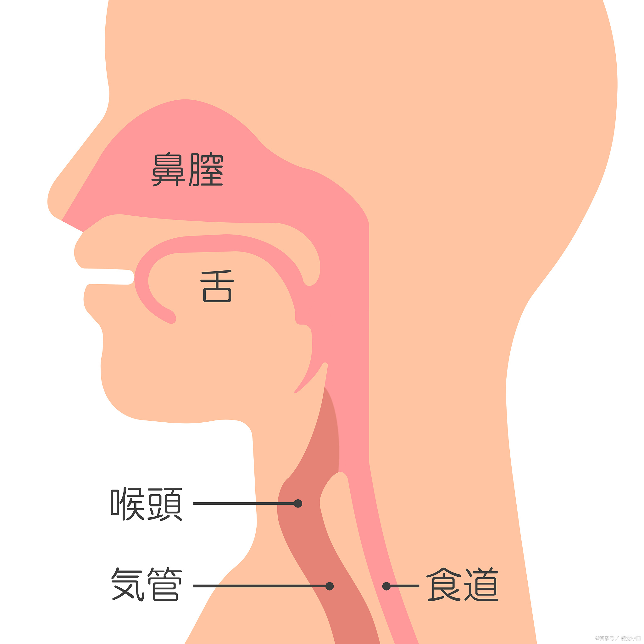 下咽癌堪比胰腺癌,发现就是晚期吗?