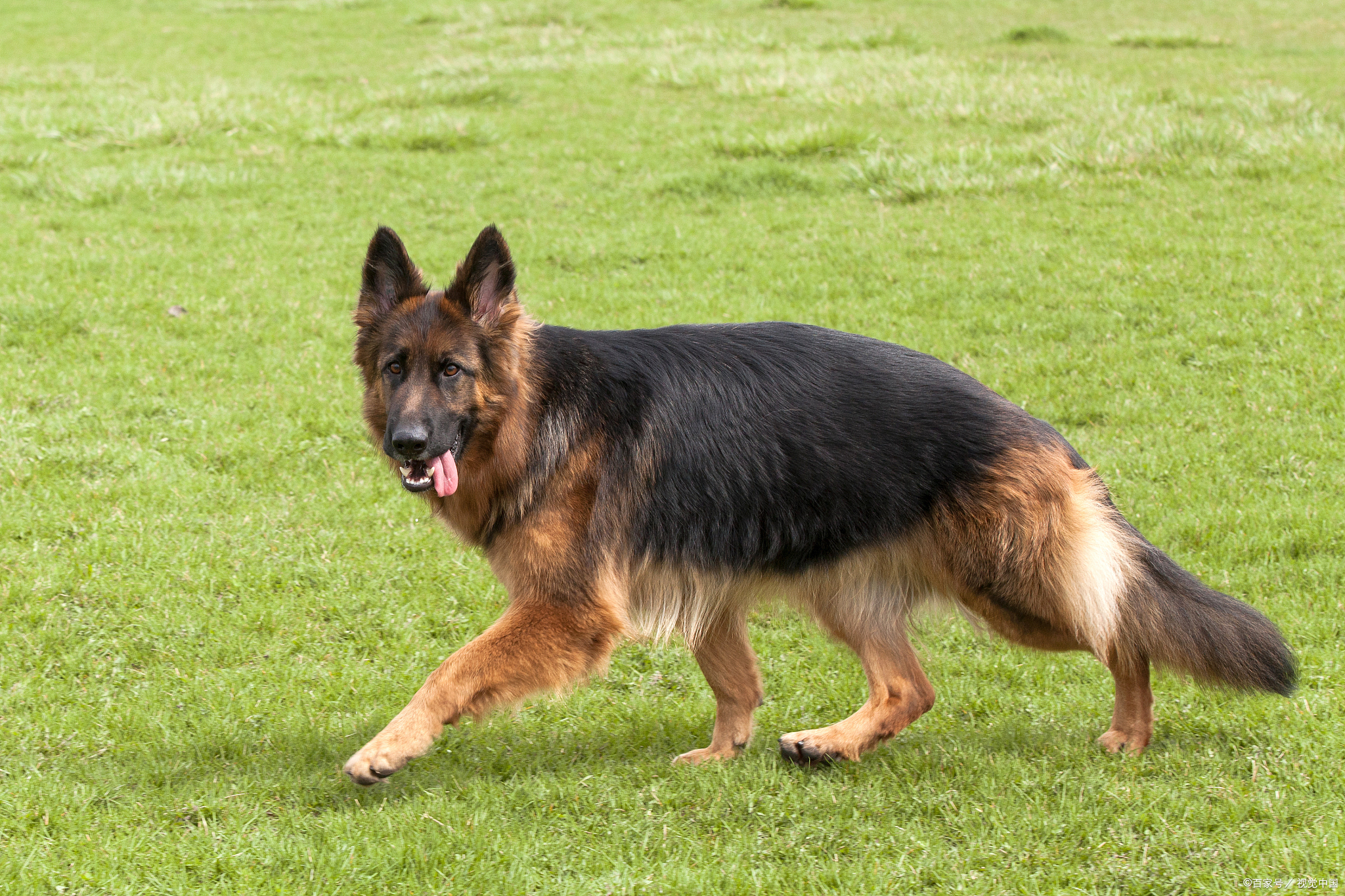 导盲犬一般是哪些品种?各自有什么特点