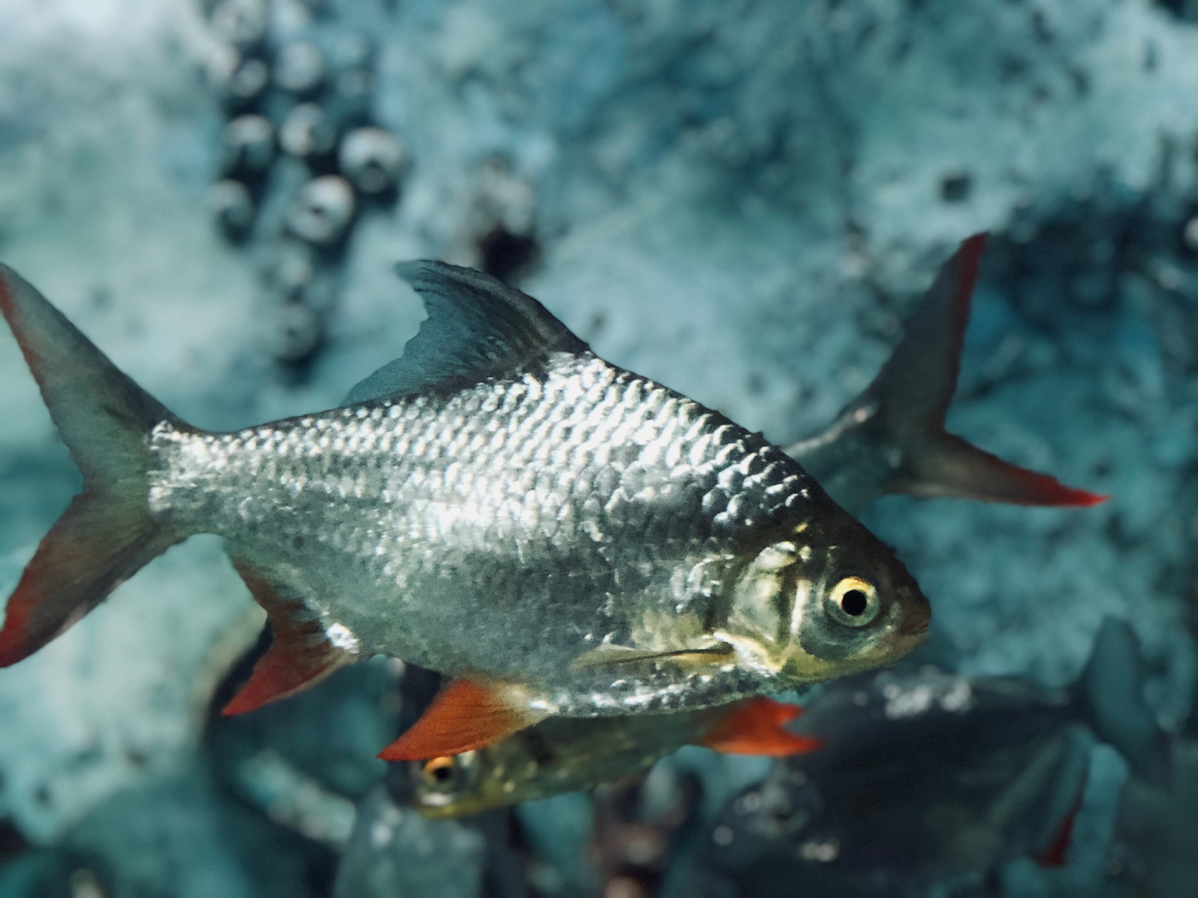 动态连更挑战# "鱼"之典故 半面鱼:典出嘉泰《会稽志》:越王食鱼尉