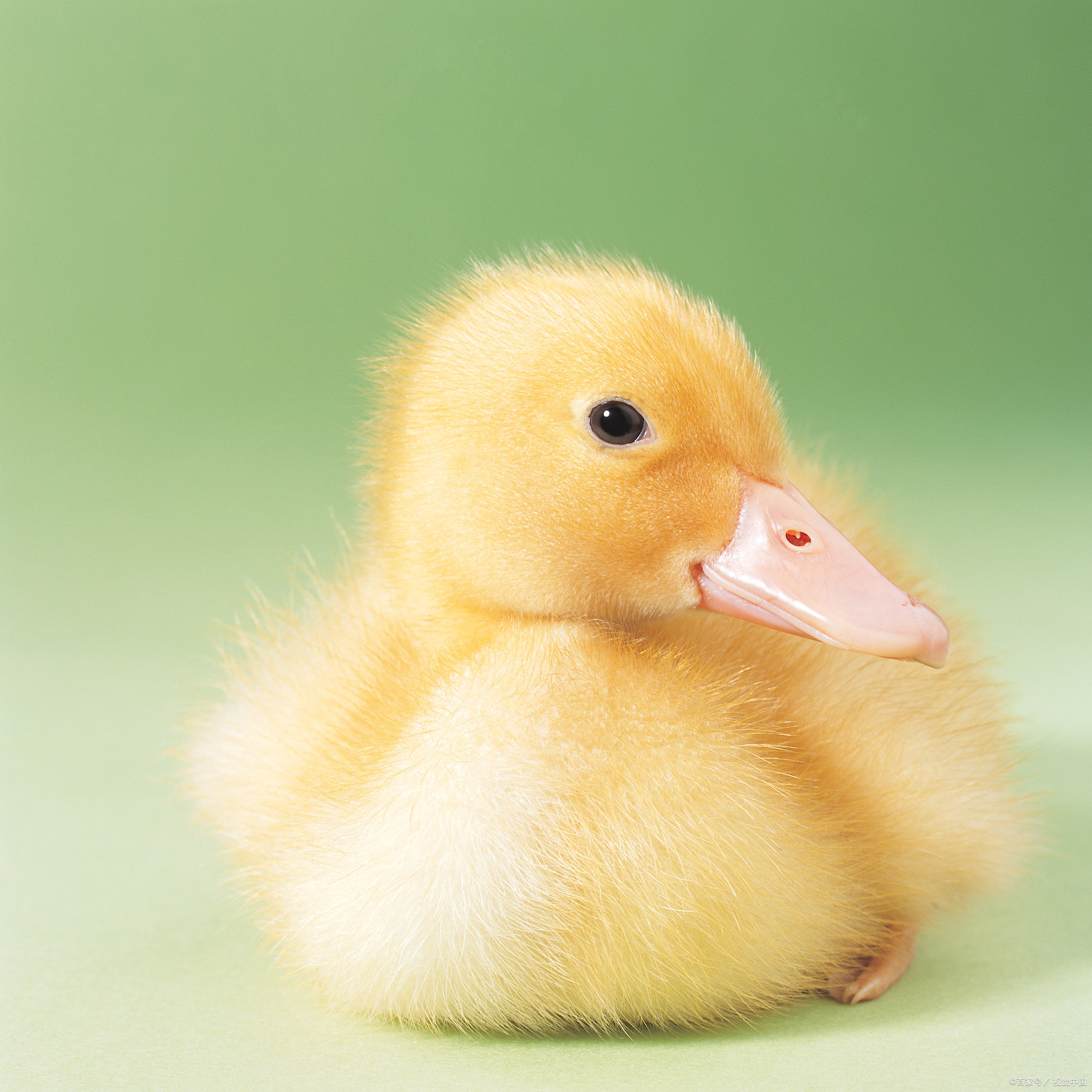 新生小鸭的关键喂养指南:培育健康快乐的小鸭子