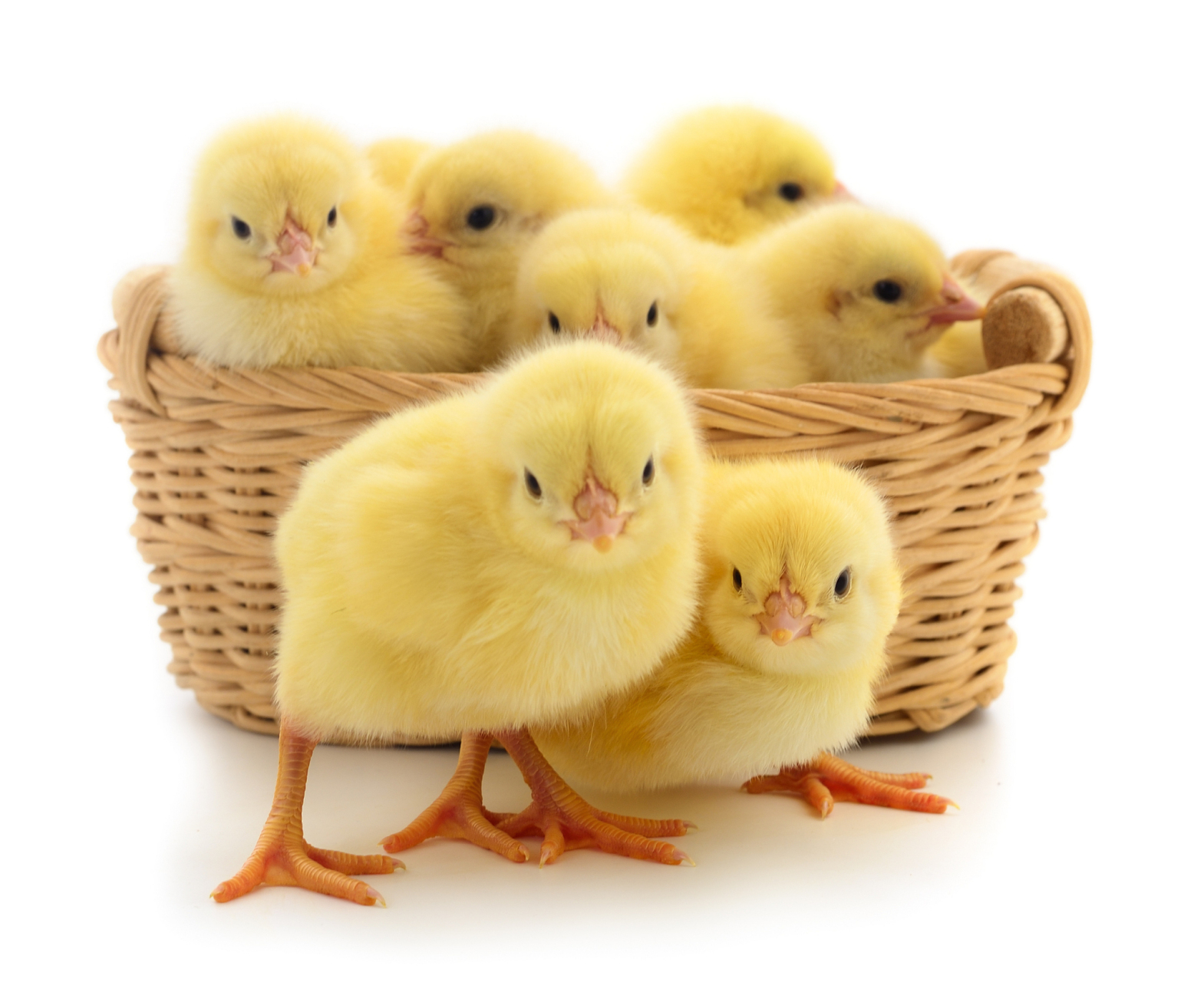 小鸡从出壳到能够独立适应自然环境的温度和湿度的过程称为脱温.