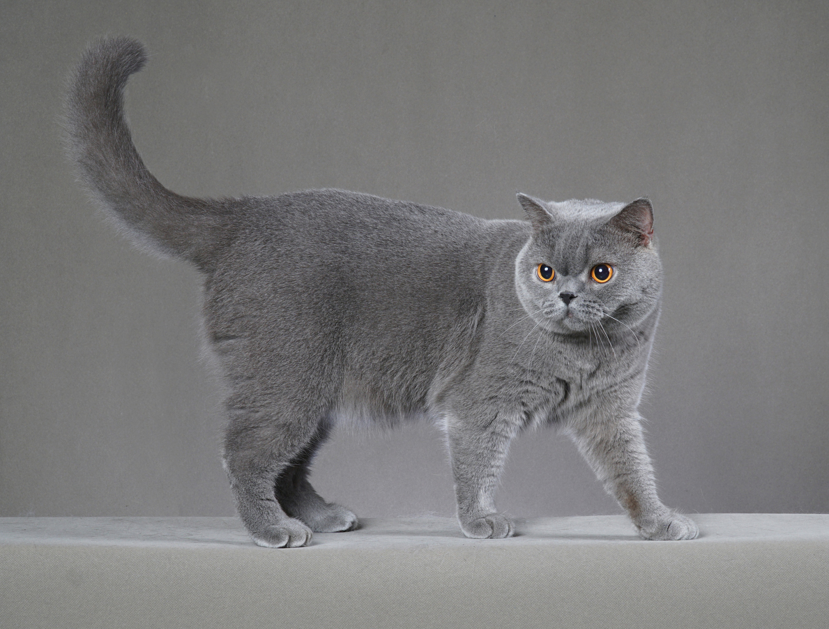 英国短毛猫种类图片