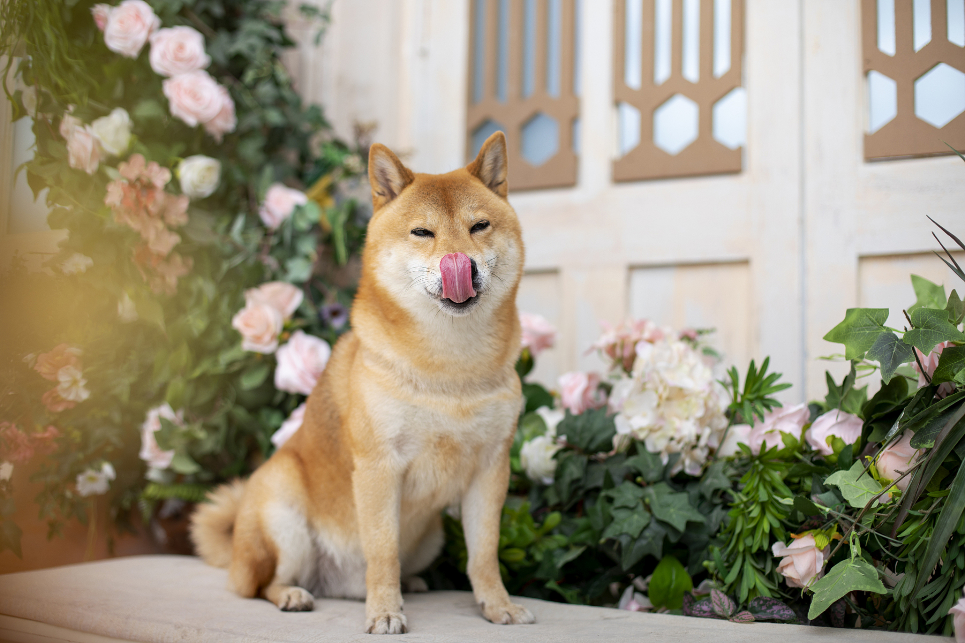 宠物世界:今日份的治愈时刻96  今天,小编在公园散步时,偶遇了一只