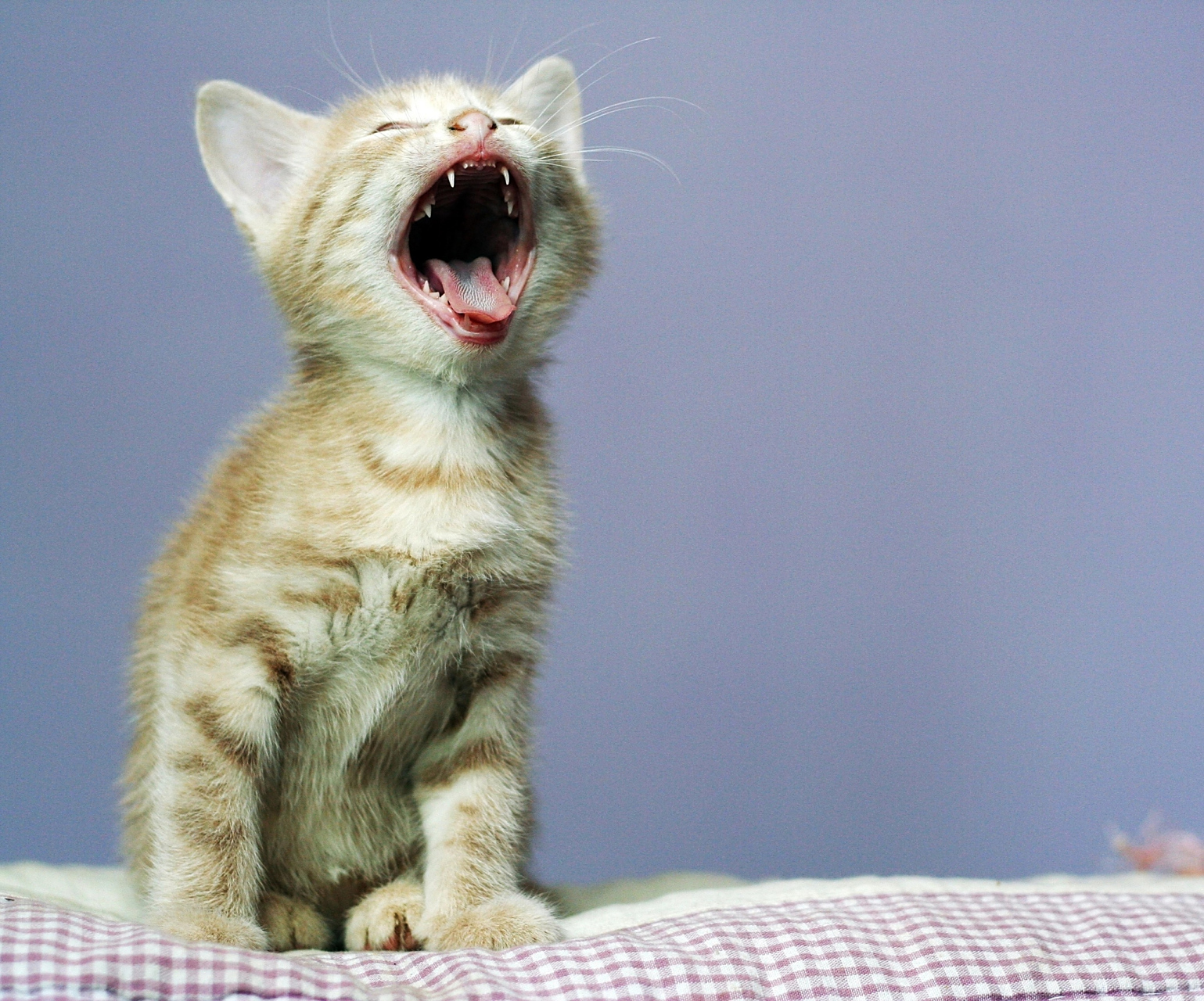 频繁打哈欠是什么征兆?