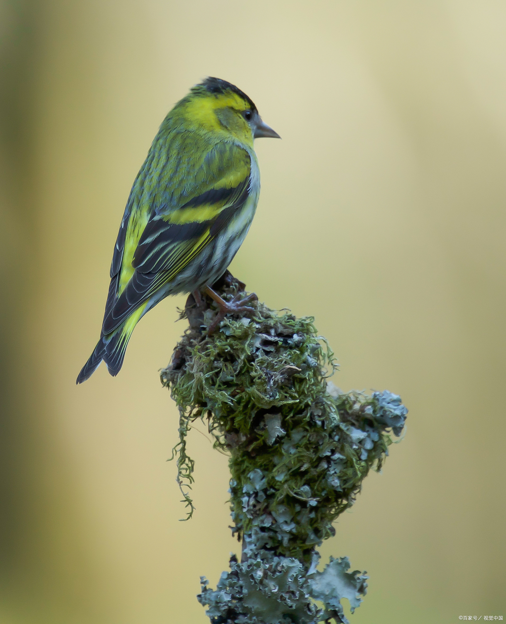金青鸟繁殖秘诀