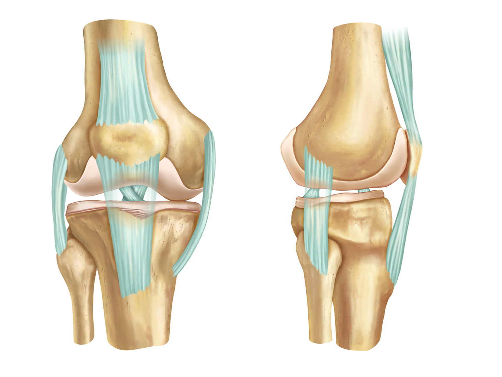 骨骺线是骨骼生长的终点,当骨骺线闭合后,骨骼就不再继续生长了.