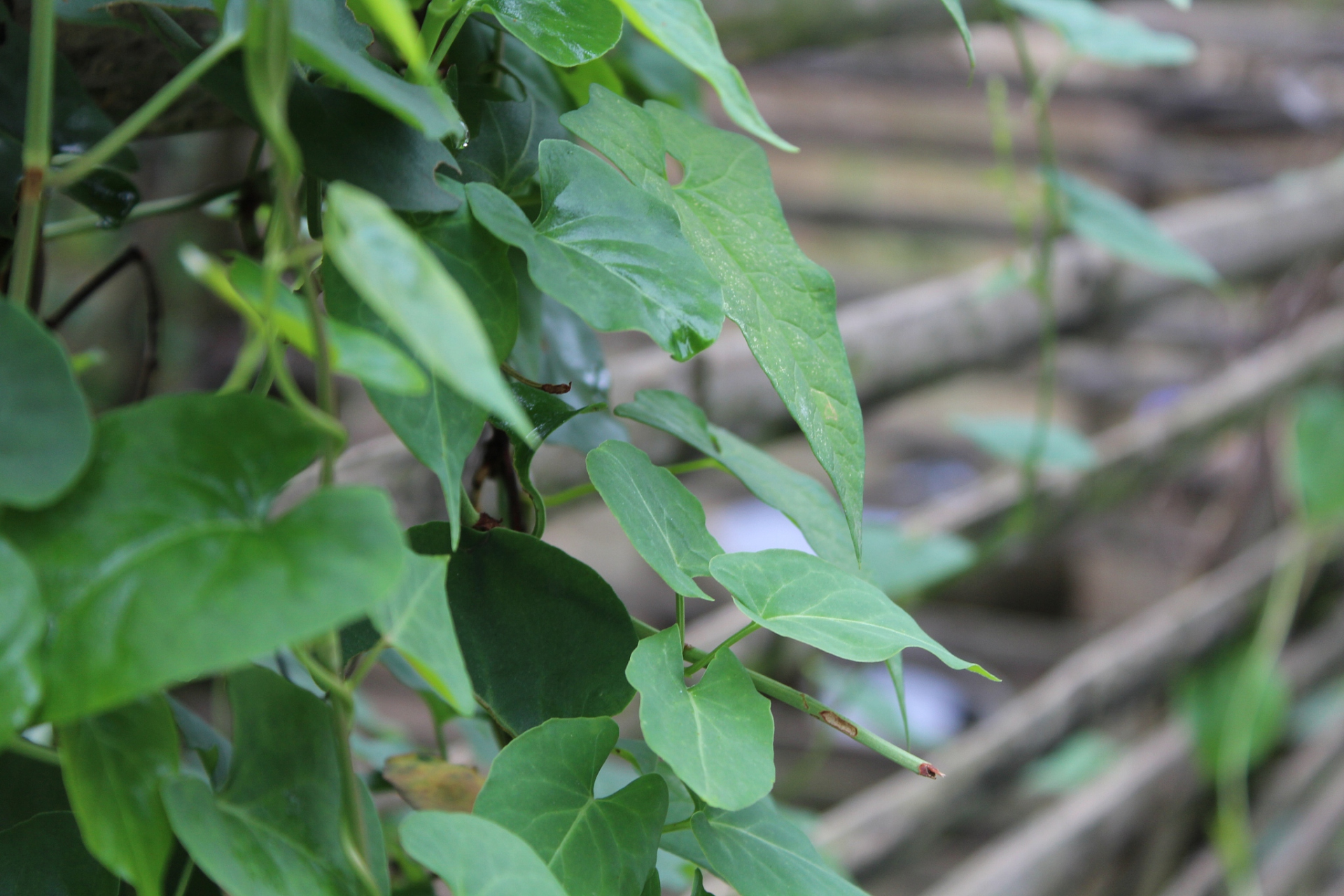 菜豆树叶子发黄脱落?别急,我来帮你解决!