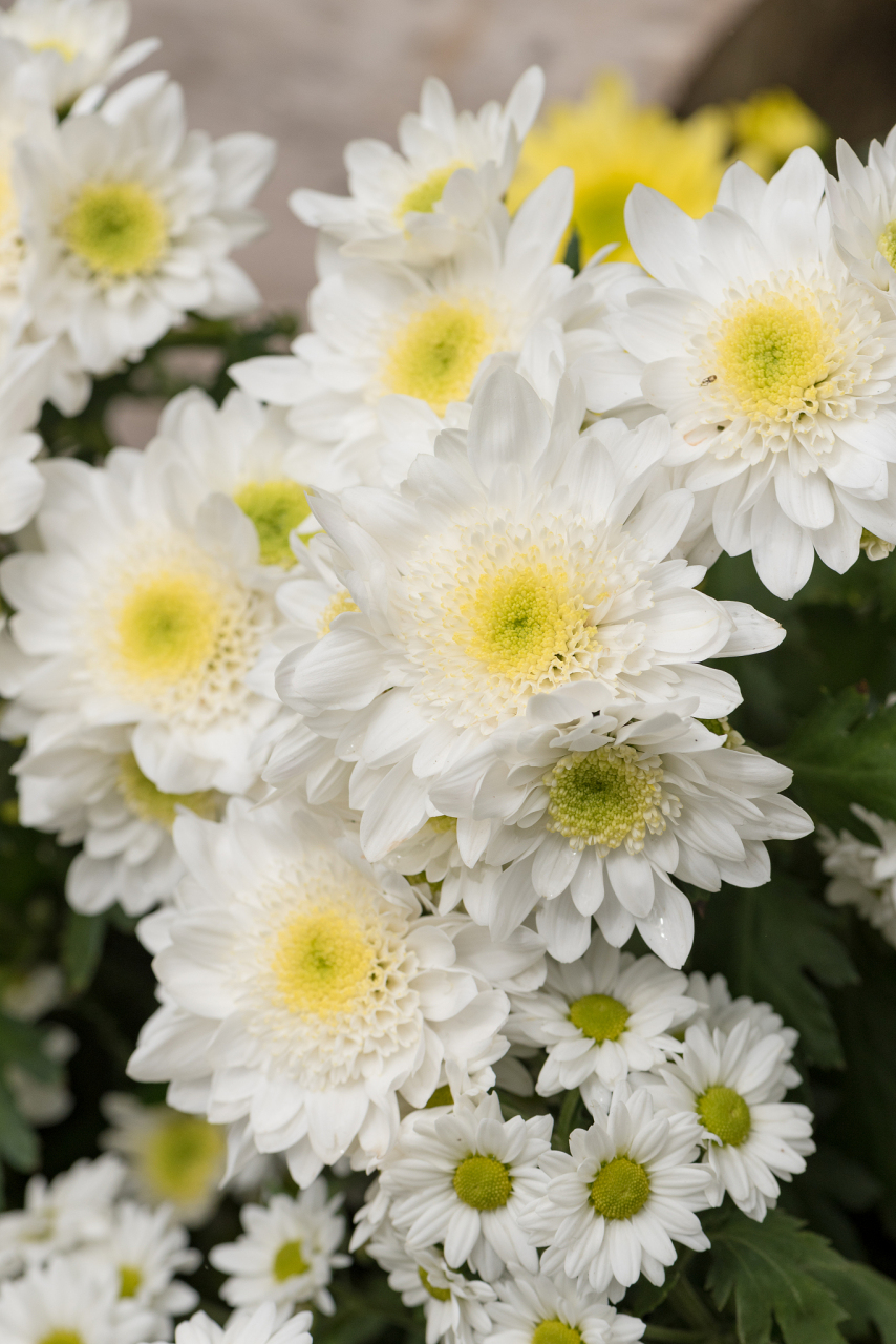 亚运fun体验#2023年杭州亚运,杭白菊的花香在城市里弥漫.