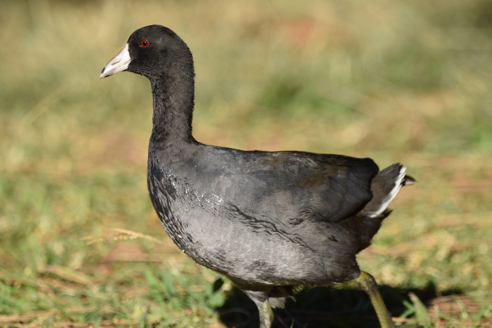 夏季养殖黑羽番鸭的技巧  夏季是黑羽番鸭生长的关键时期,但高温高湿