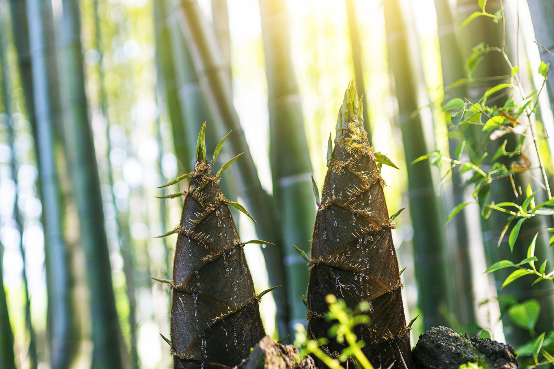 这道美食是对春天的赞美,对生活的热爱,是家常饭桌上一抹温暖而美好的