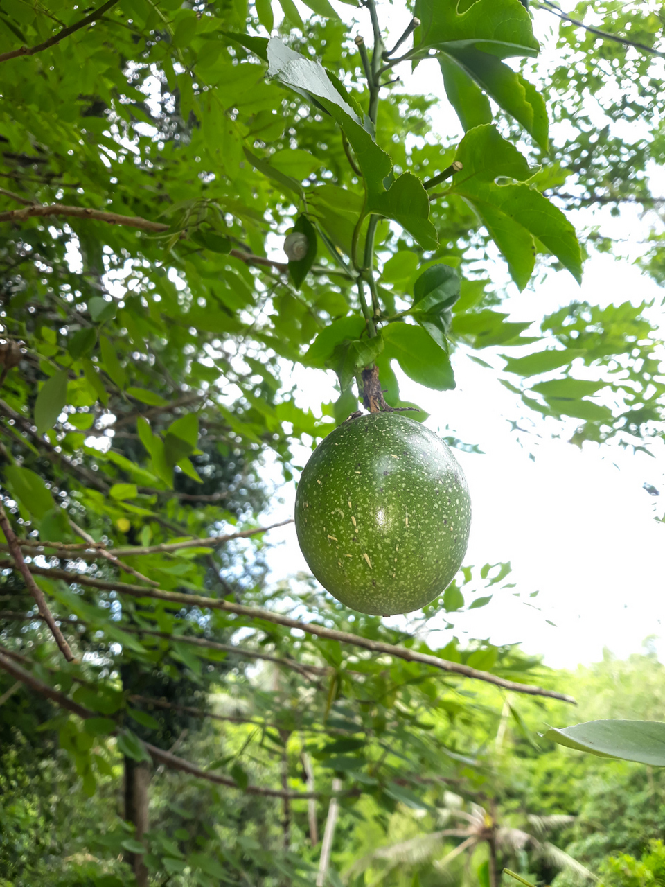 吉尼斯世界纪录授予 mancenillier 树(毒番石榴)世界上最危险的树