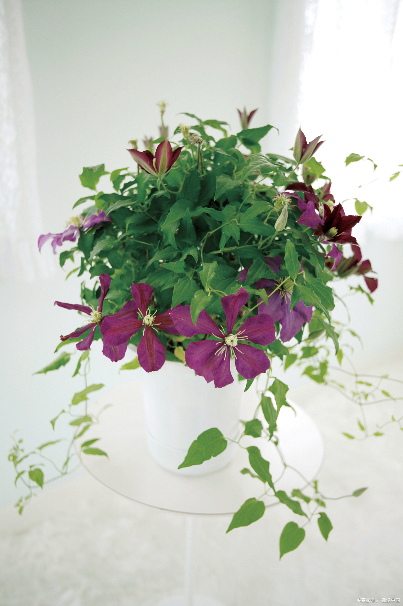 铁线莲作为一种耐寒性较强的植物,其耐寒能力因品种和生长环境的不同