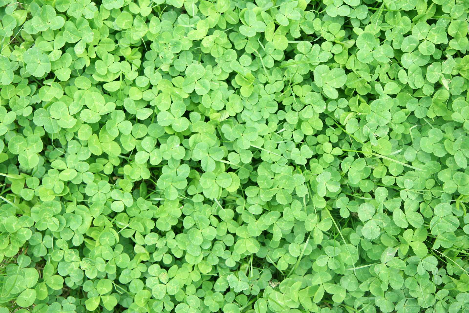 多年生开花植物,其中最著名的是作为牧草的紫花苜蓿,是牲畜饲料,原产