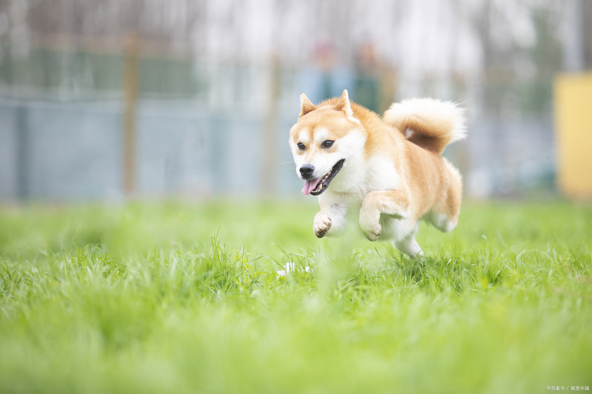 日本文化 柴犬为什么叫 柴 犬 江户日语