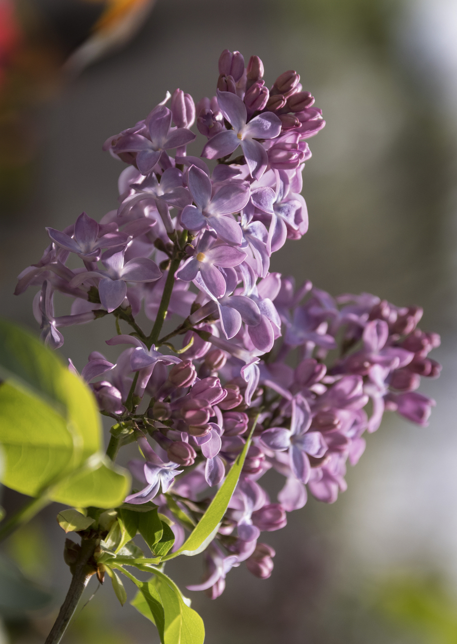 丁香花的花期通常在春季,花色包括紫色,红色,白色等多种颜色,花朵数量
