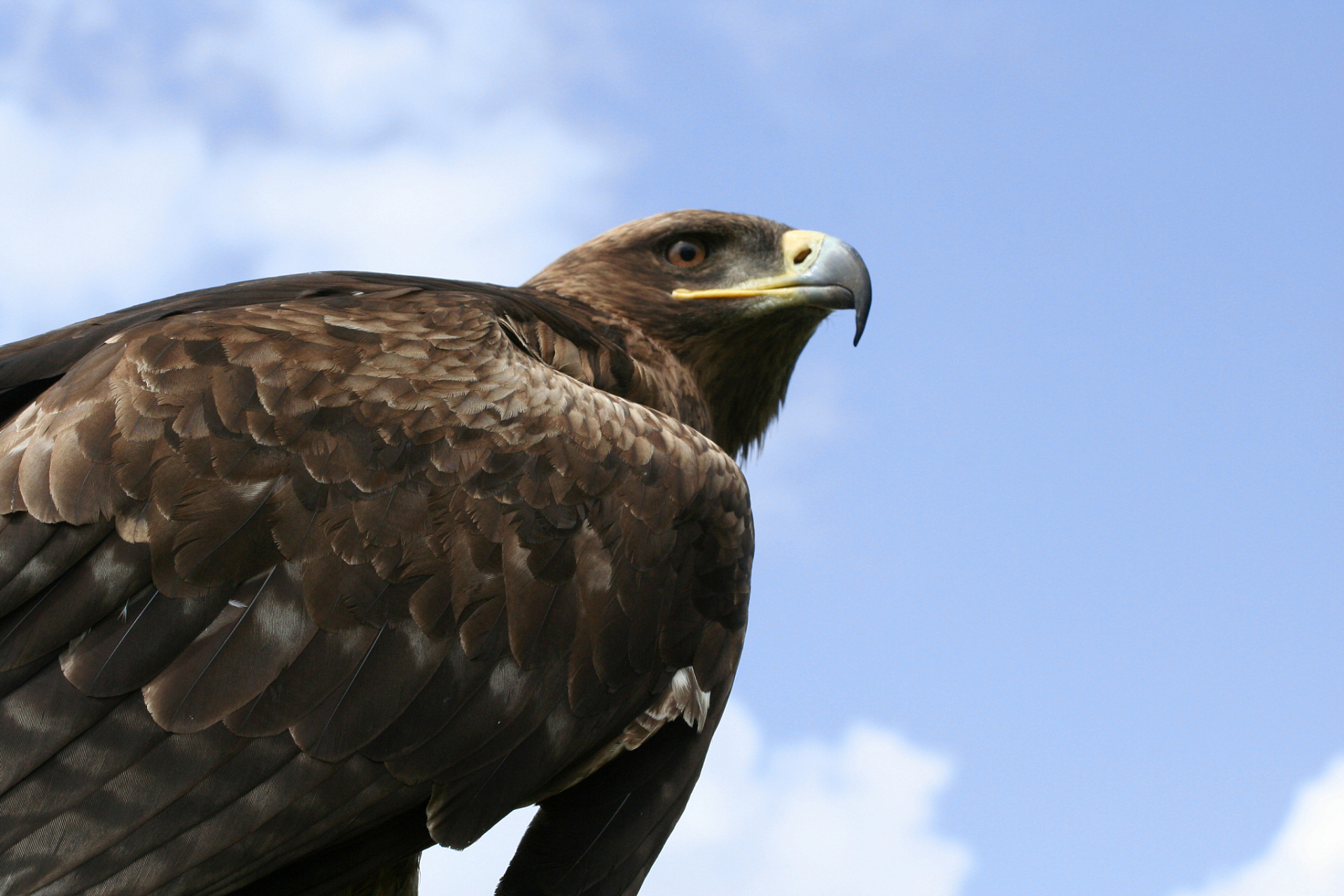 鹰,鸟类中的顶级捕食者之一,以其空中的飞翔技艺和