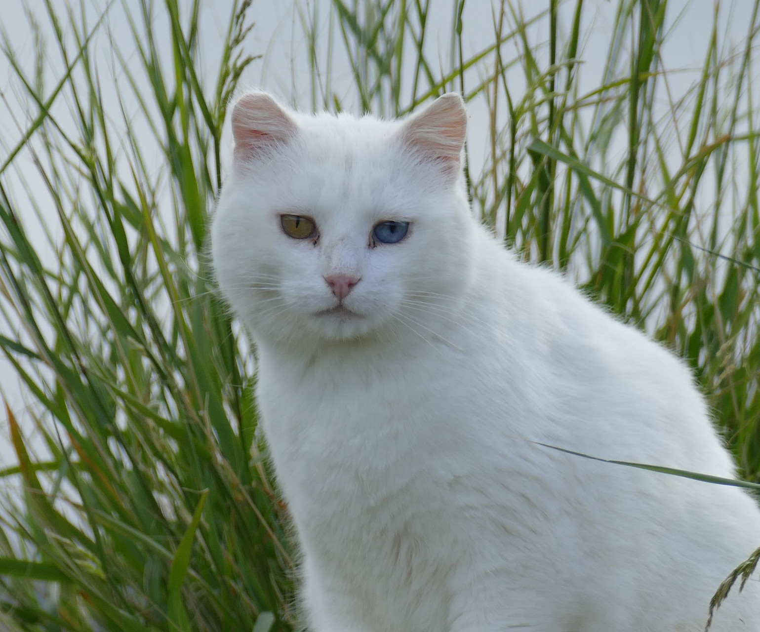 养田园白猫满足了人们对于自然,休闲和幸福的向往,成为生活品质的体现