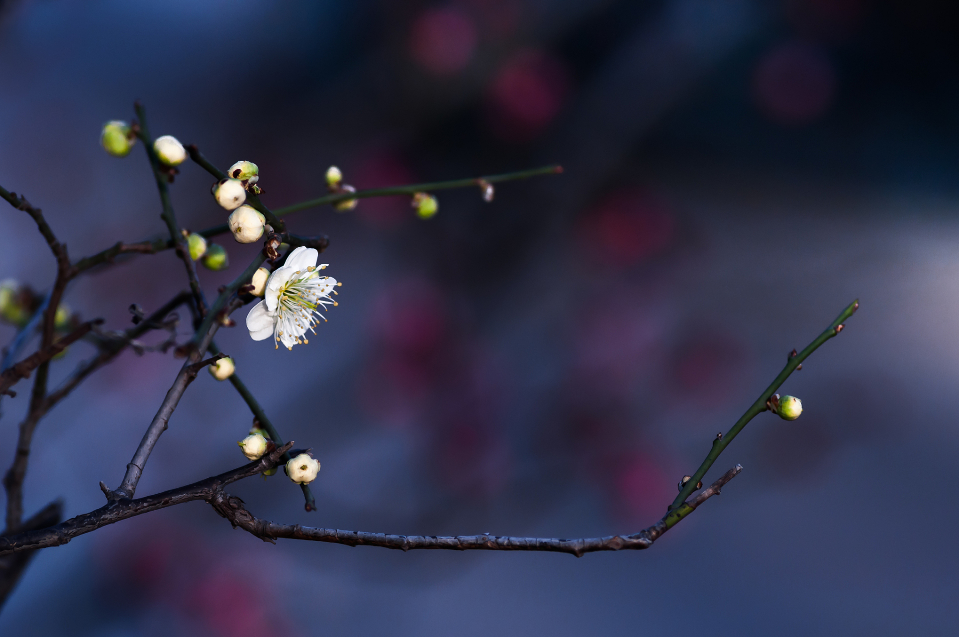 《南乡一剪梅·咏野梅》 文/天涯一倦客  越老越生花,紧抱春心苦育芽.