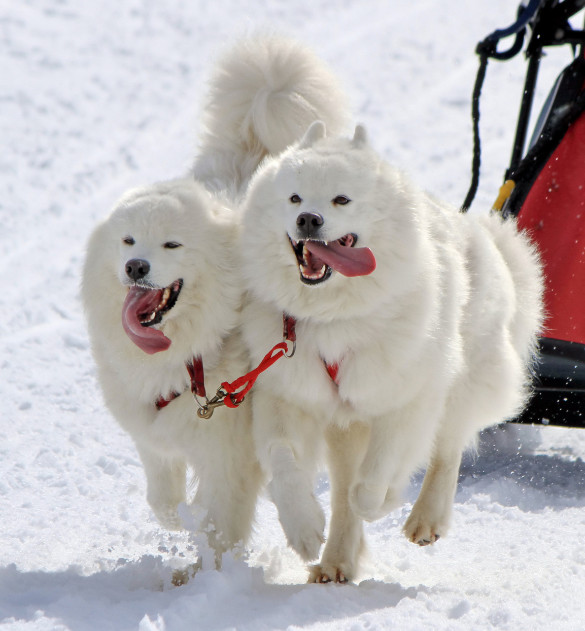 雪橇犬图片图片