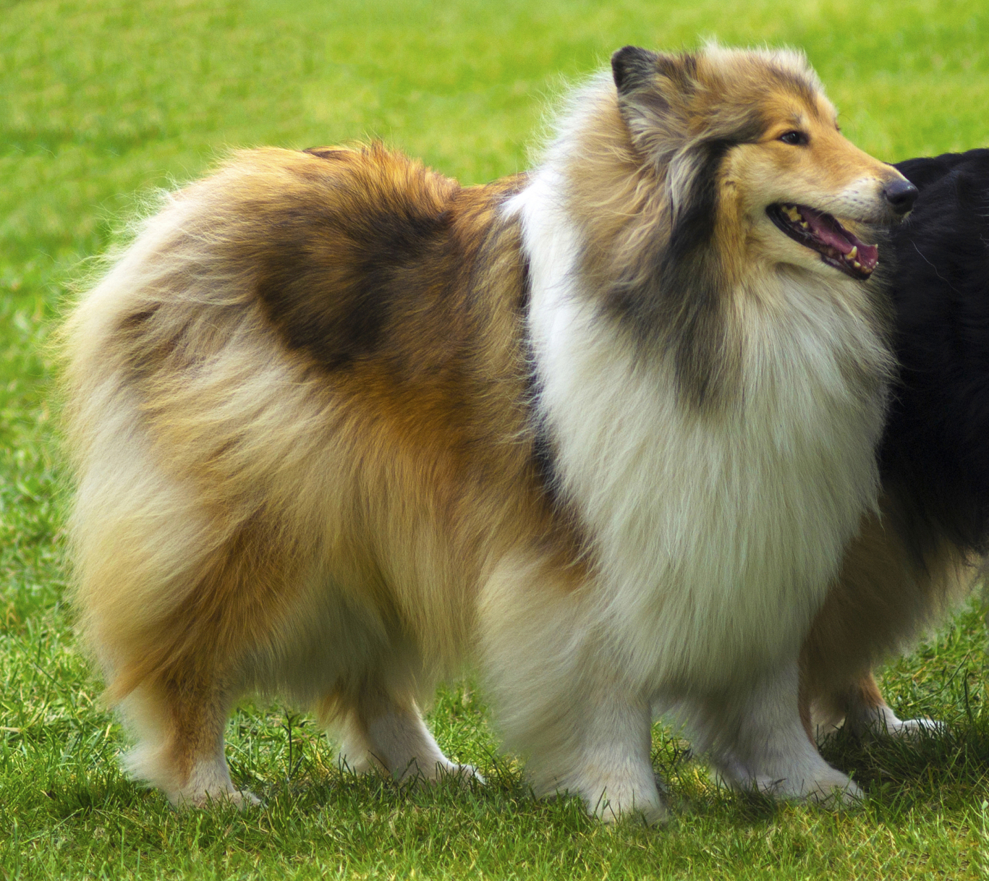 英国古代牧羊犬是一种历史悠久的犬种,其起源可以追溯到16世纪.这种犬