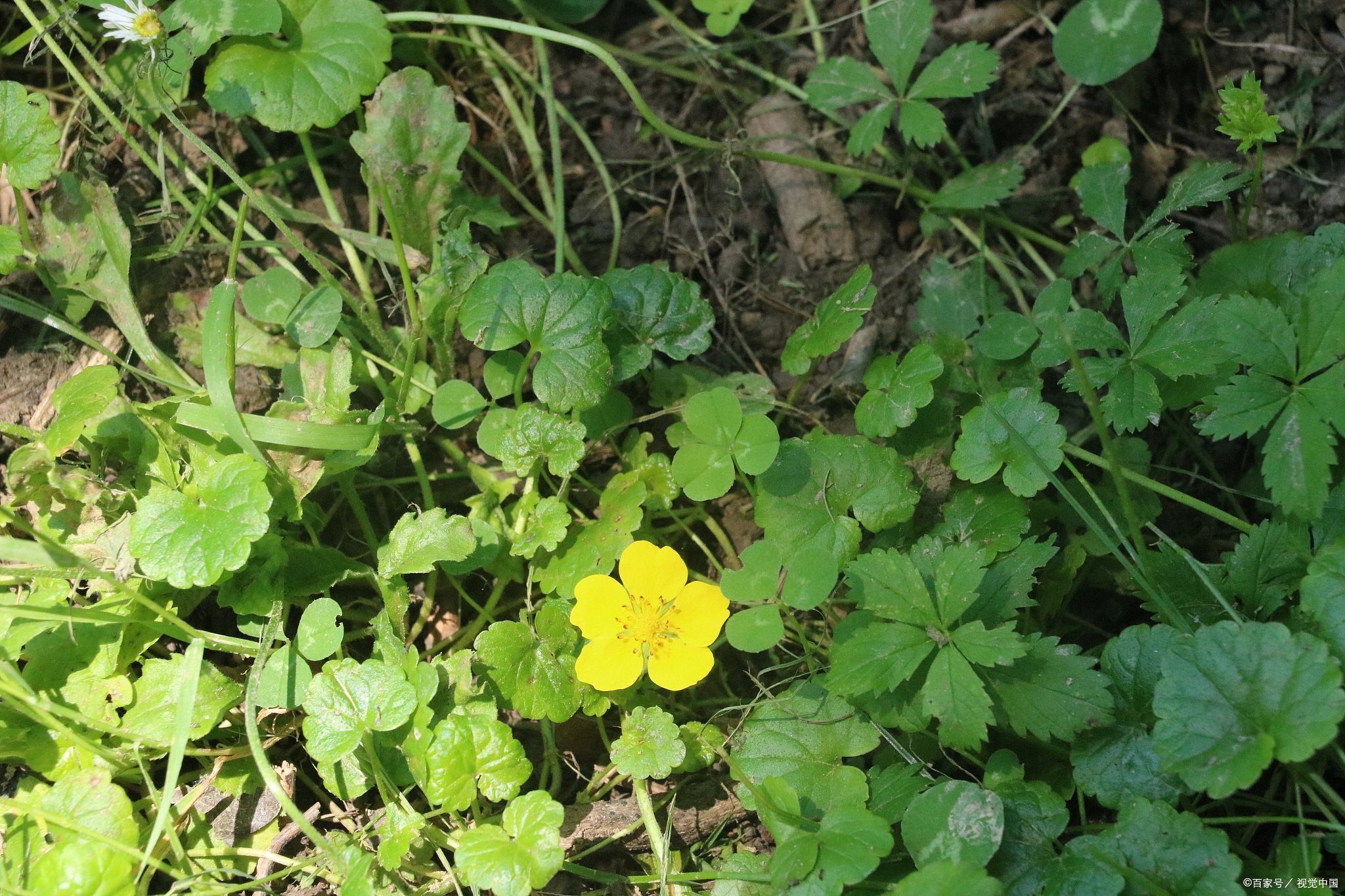 猫爪草,因为根部形状像猫爪而得名,会开