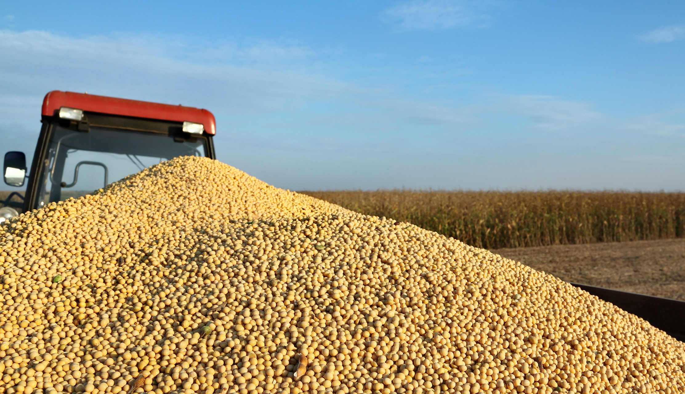 在秋天,田地里的庄稼已经成熟,包括玉米,小麦,大豆,高粱等等.