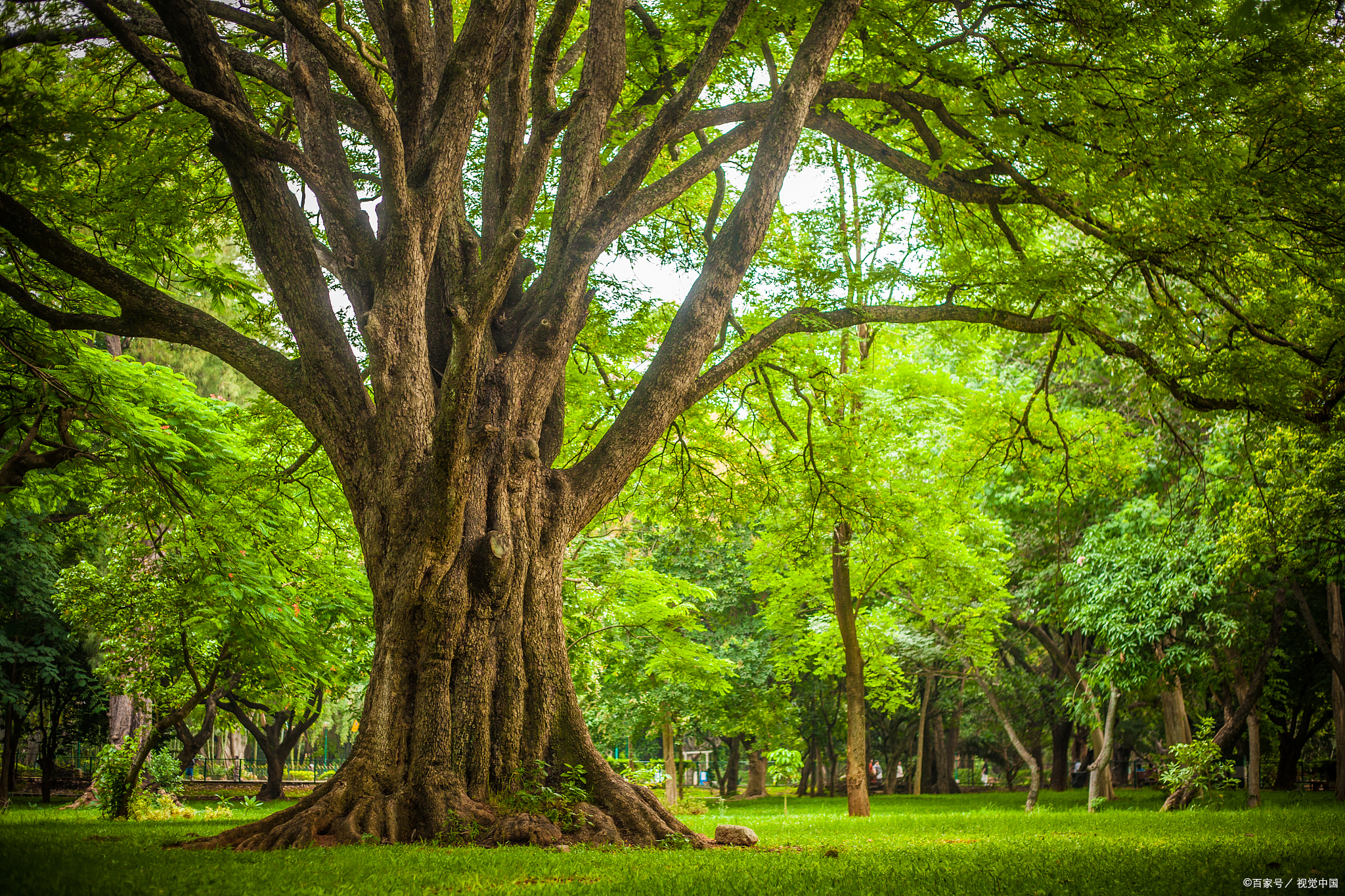 每当我看到大自然中的树木,总是不自觉地感觉到它们和人的生命有着