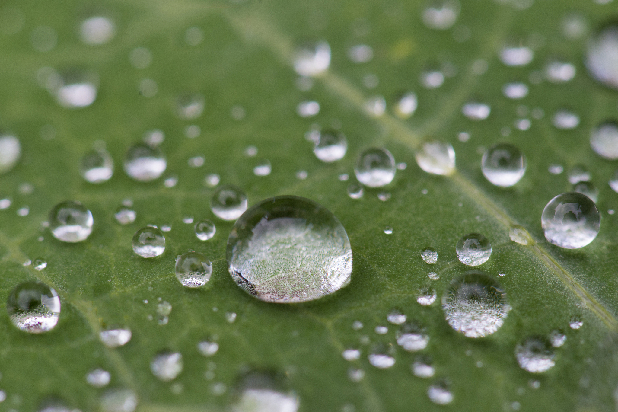 [原文:荷叶上的水滴:为何会变成