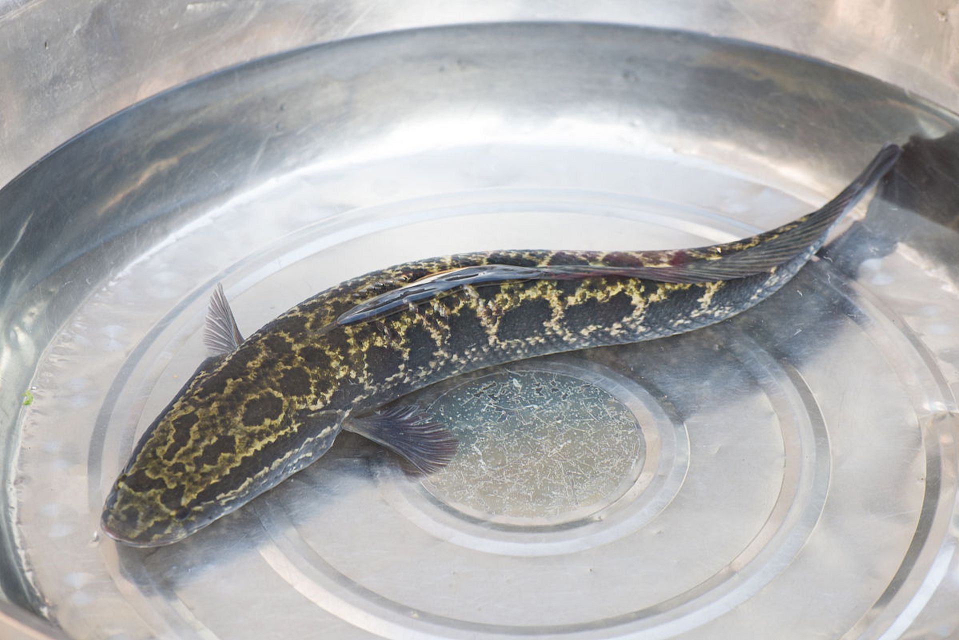 #寻找百度ai写手计划# 清江鱼和黑鱼哪个营养价值高?  清江鱼和黑鱼都