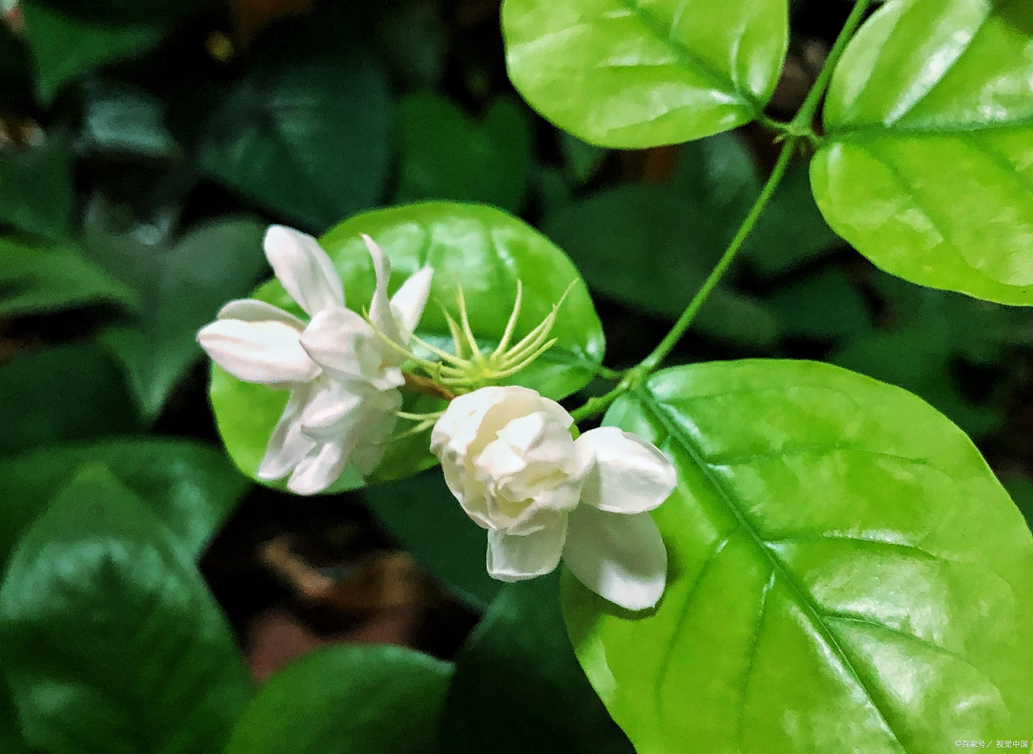 地久天长茉莉图片