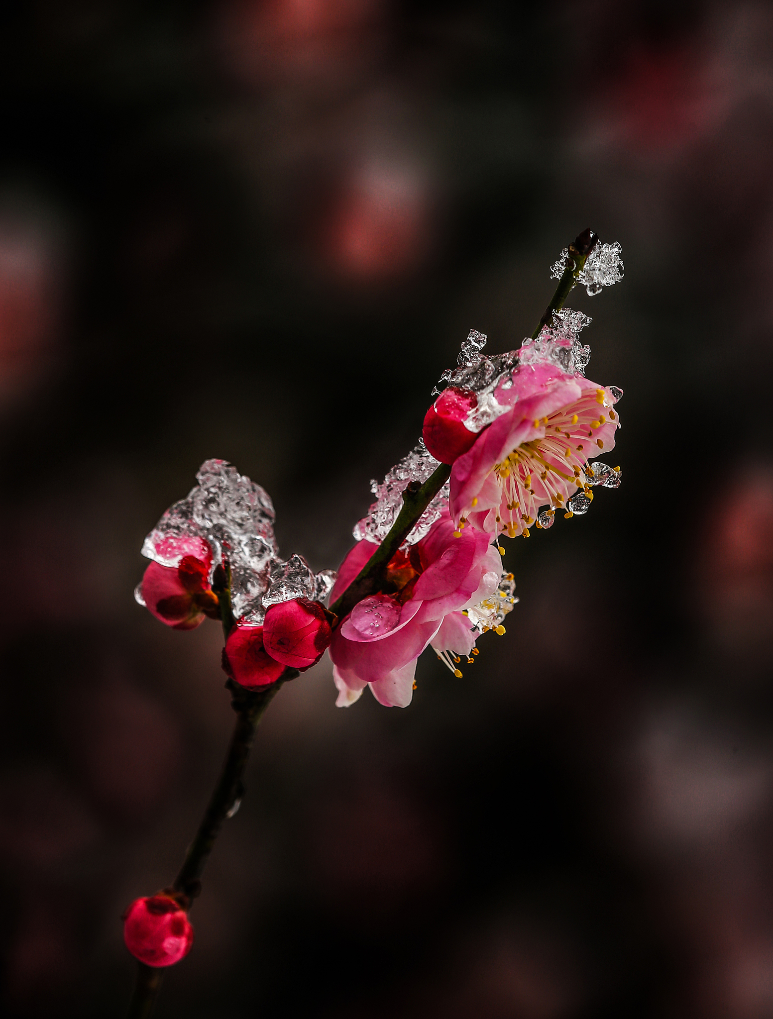 上联:雪落梅花艳 下联:雨飘禾苗青 上联:云压风雨至 下联:雁飞秋天来