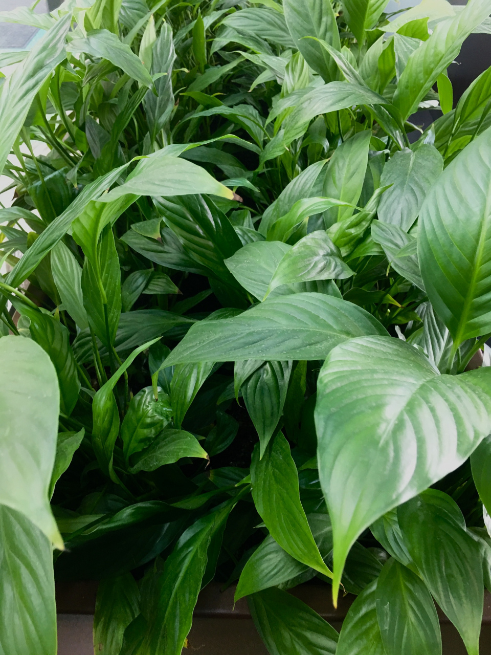 百家号星火计划# #盆景# 吸甲醛的绿植有哪些之广东万年青 就是那种