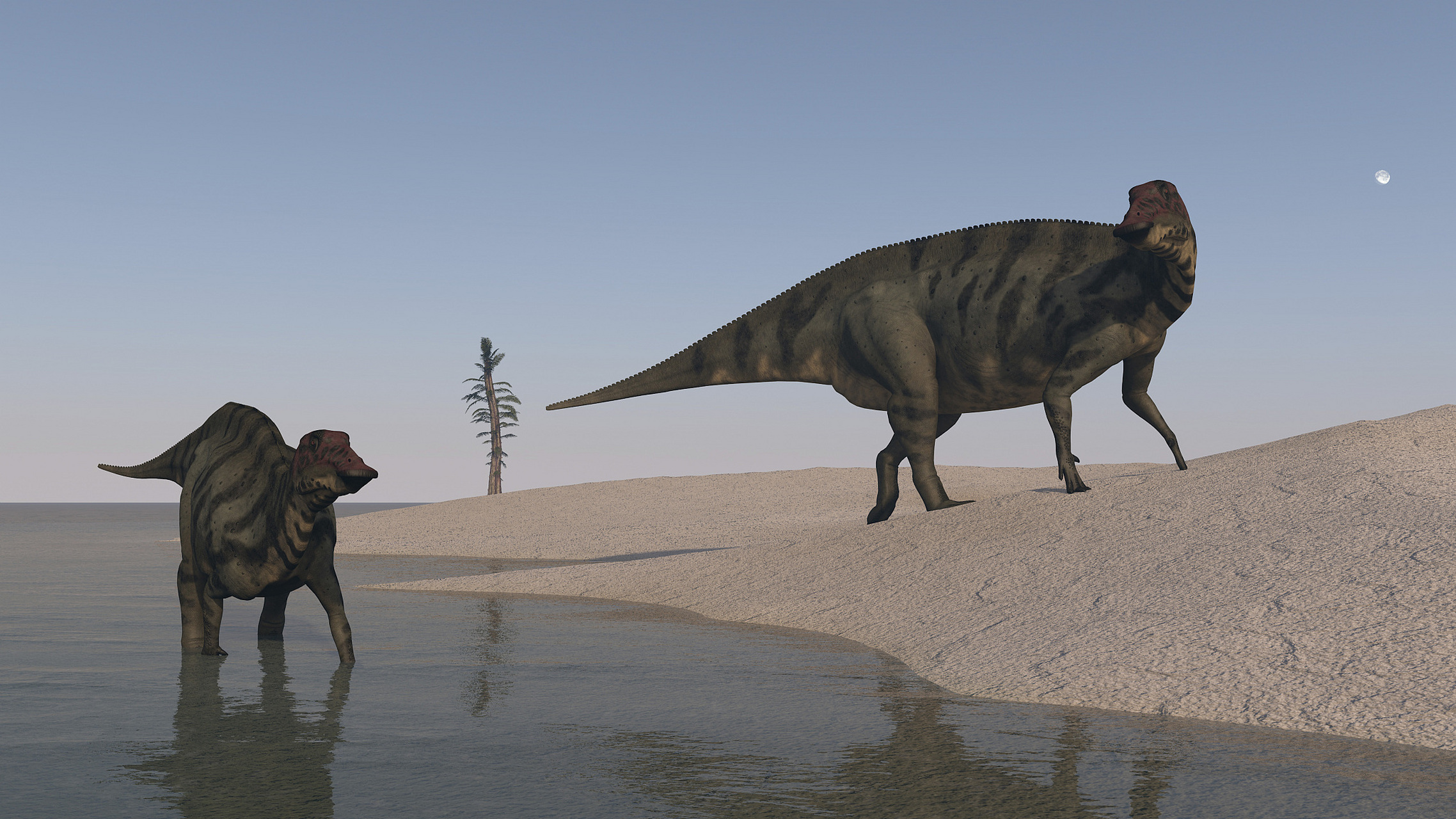 伤齿龙也叫锯齿龙,是一种小型的兽脚类肉食性恐龙.