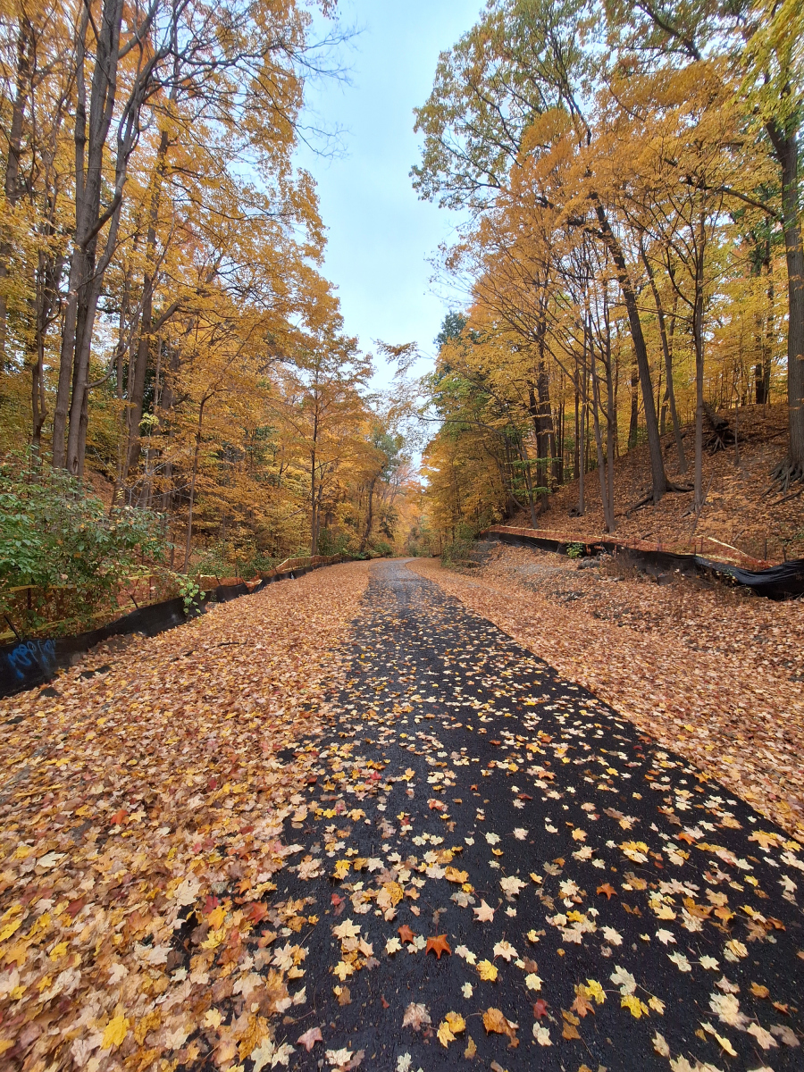 那红叶,仿佛是秋天的标志,在微风中轻轻摇曳,让人陶醉在这金秋的美景