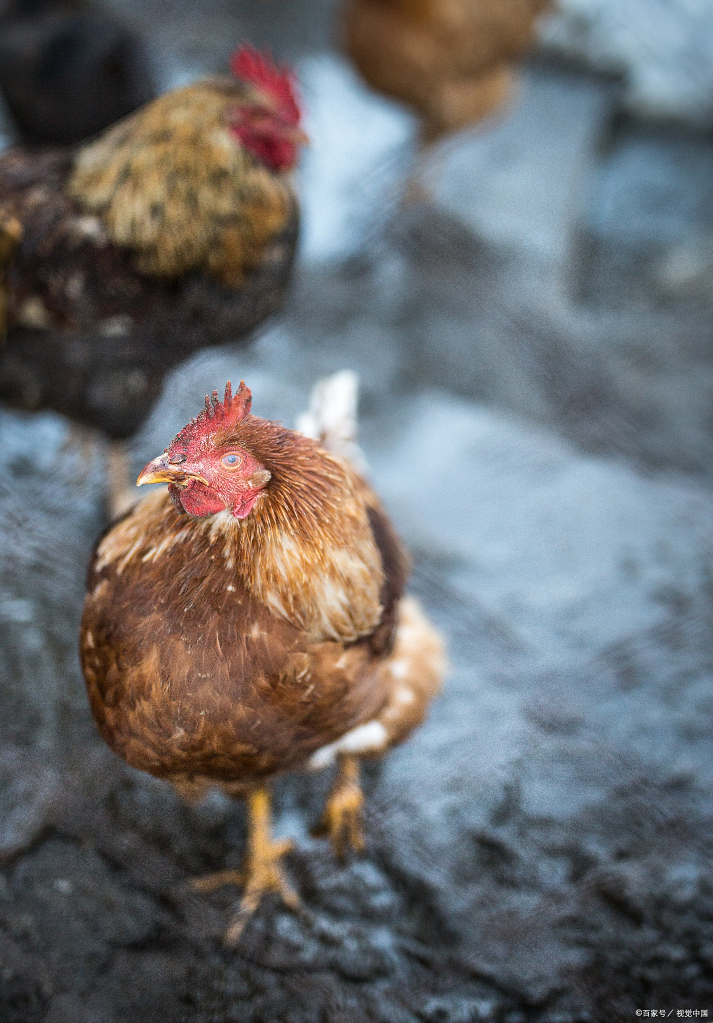 汶川板房鸡是汶川的一大特色美食,起源于2008年汶川特大地震后的食物