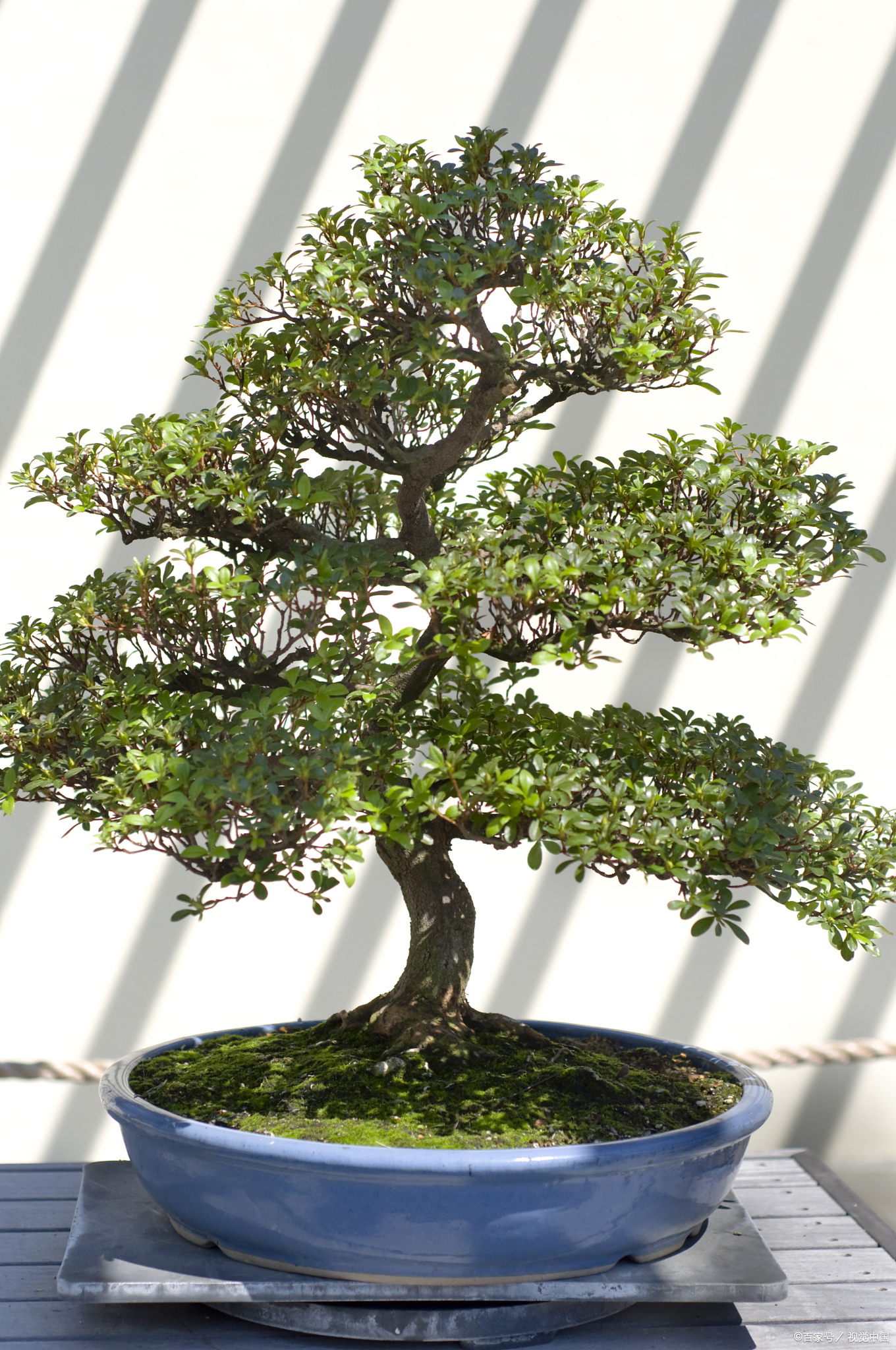 小叶黄杨的种植方法和注意事项