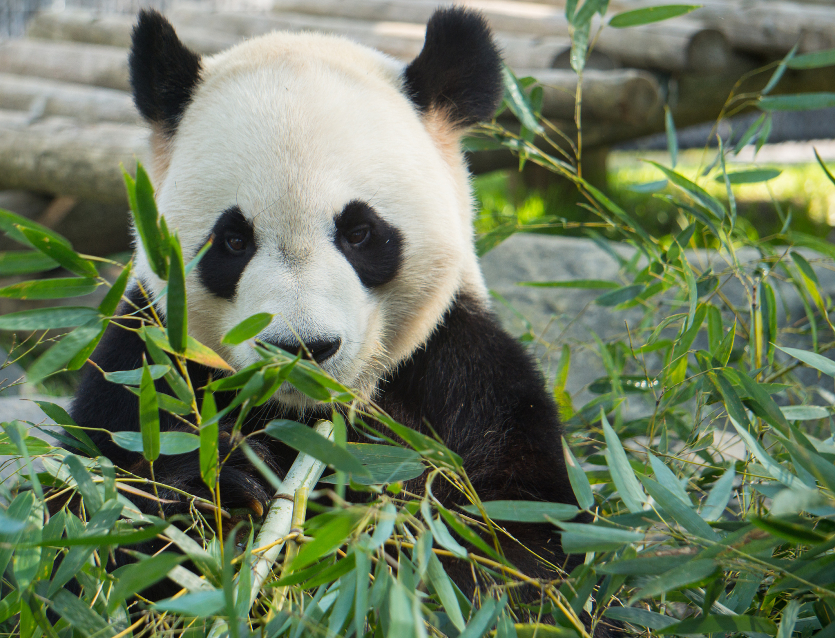 ai助手创作季# 96大熊猫悠然自得地坐在竹林中,嘴里咀嚼着新鲜的