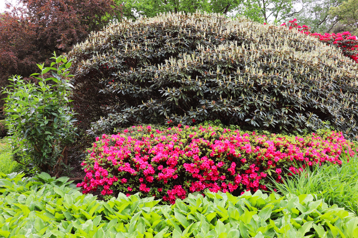彩叶地被植物将园林景观带入彩色世界,金女贞,紫酢浆草和红石楠只是