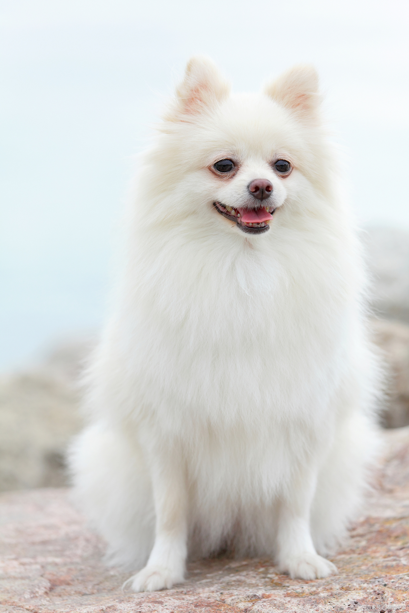 为什么博美犬如此受欢迎?历史解密!