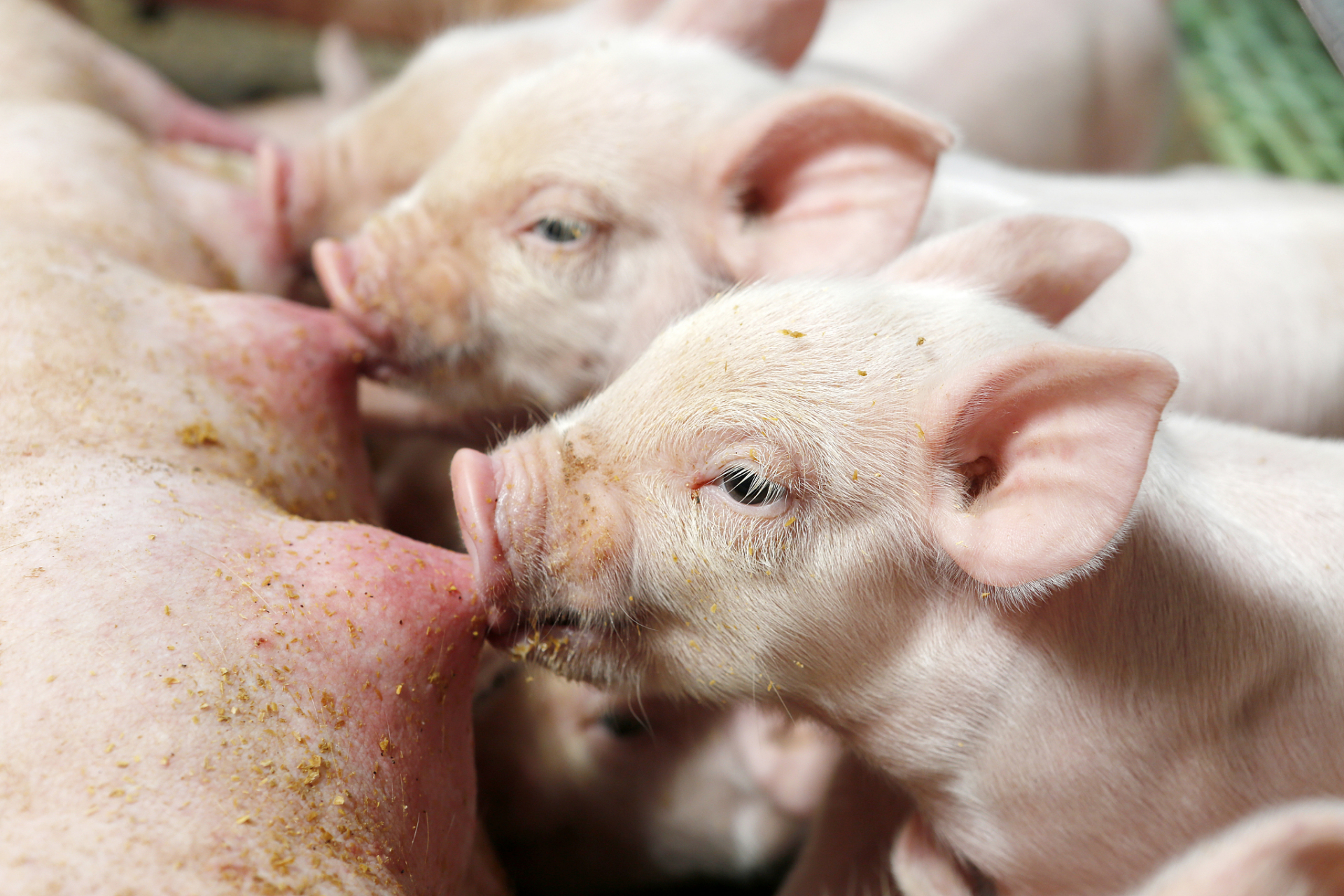 我来说两句:小猪不剪牙的小猪会咬伤母猪乳头,导致母猪会因为疼痛不