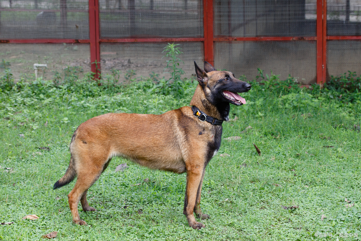 马犬能长多大?从幼犬到成犬的 “体型密码”,一篇说透