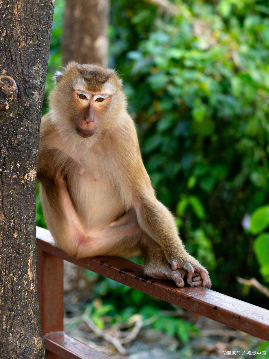 猴子的寿命一般在15年到30年之间,也有猴子的寿命到40岁以上的