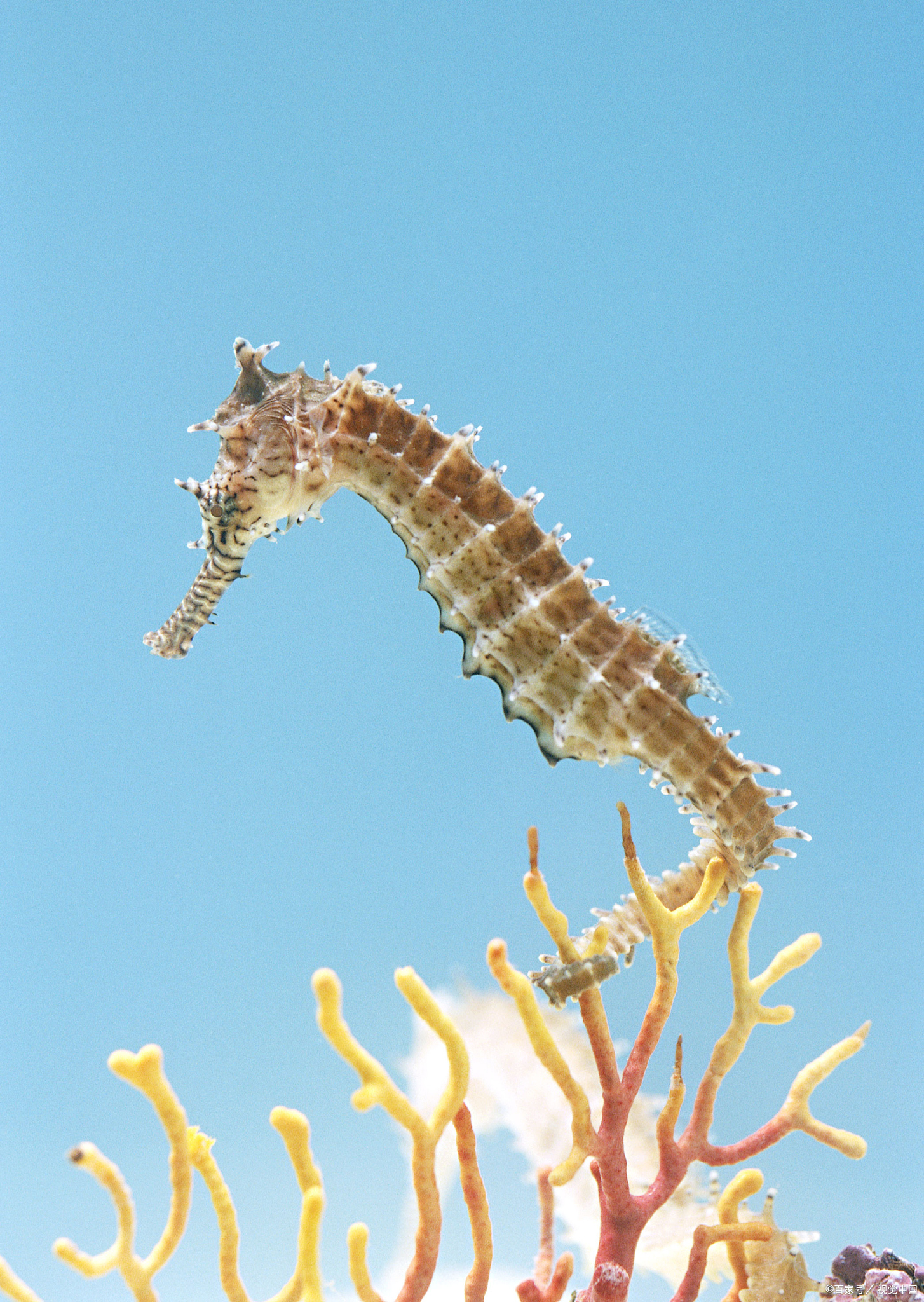海马真是个神奇的小家伙,它们是地球上独一无二的爸爸生宝宝的动物哦!